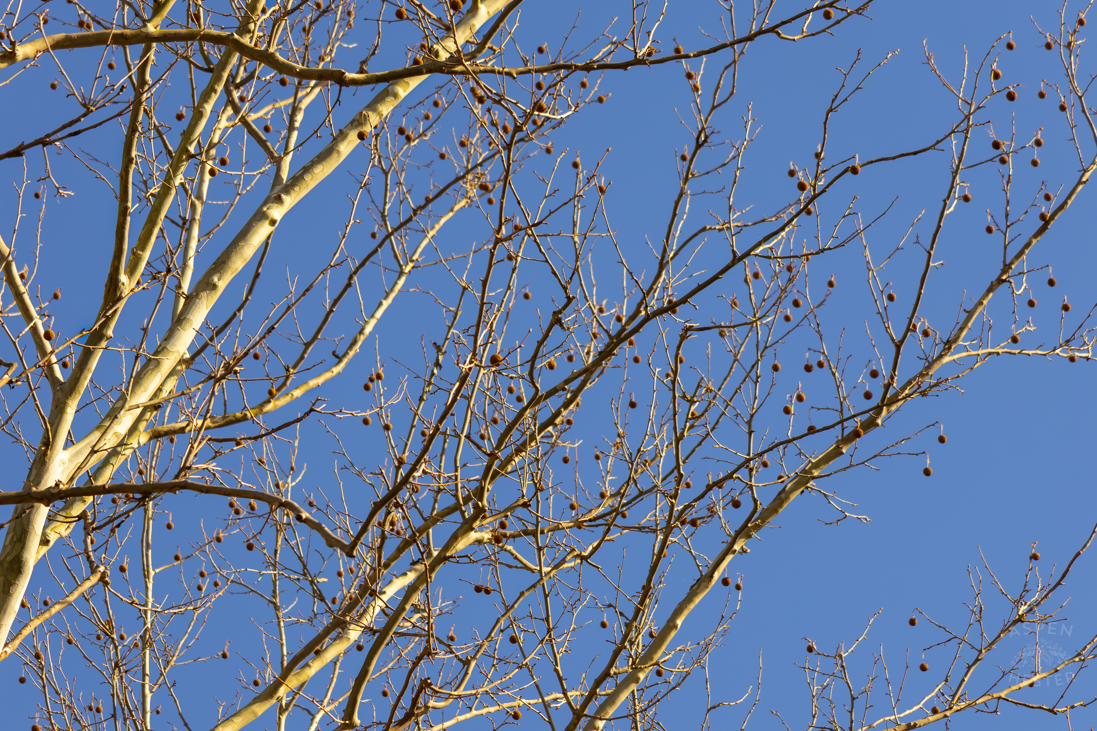 Multiple Sycamore Trees Stand Tall in Wendell Moore Park Right Before Spring. March 18th, 2025/Aspen Hester