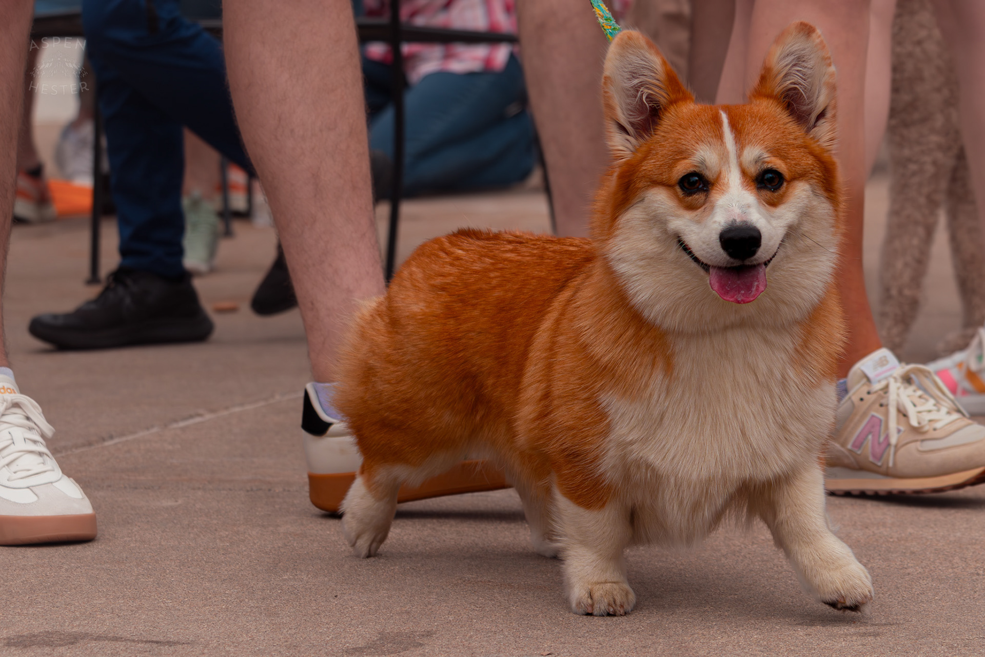 A Corgi Struts Down The Sidewalk at Westport Village’s 5th Annual Puppy Palooza. April 19th, 2025/Aspen Hester