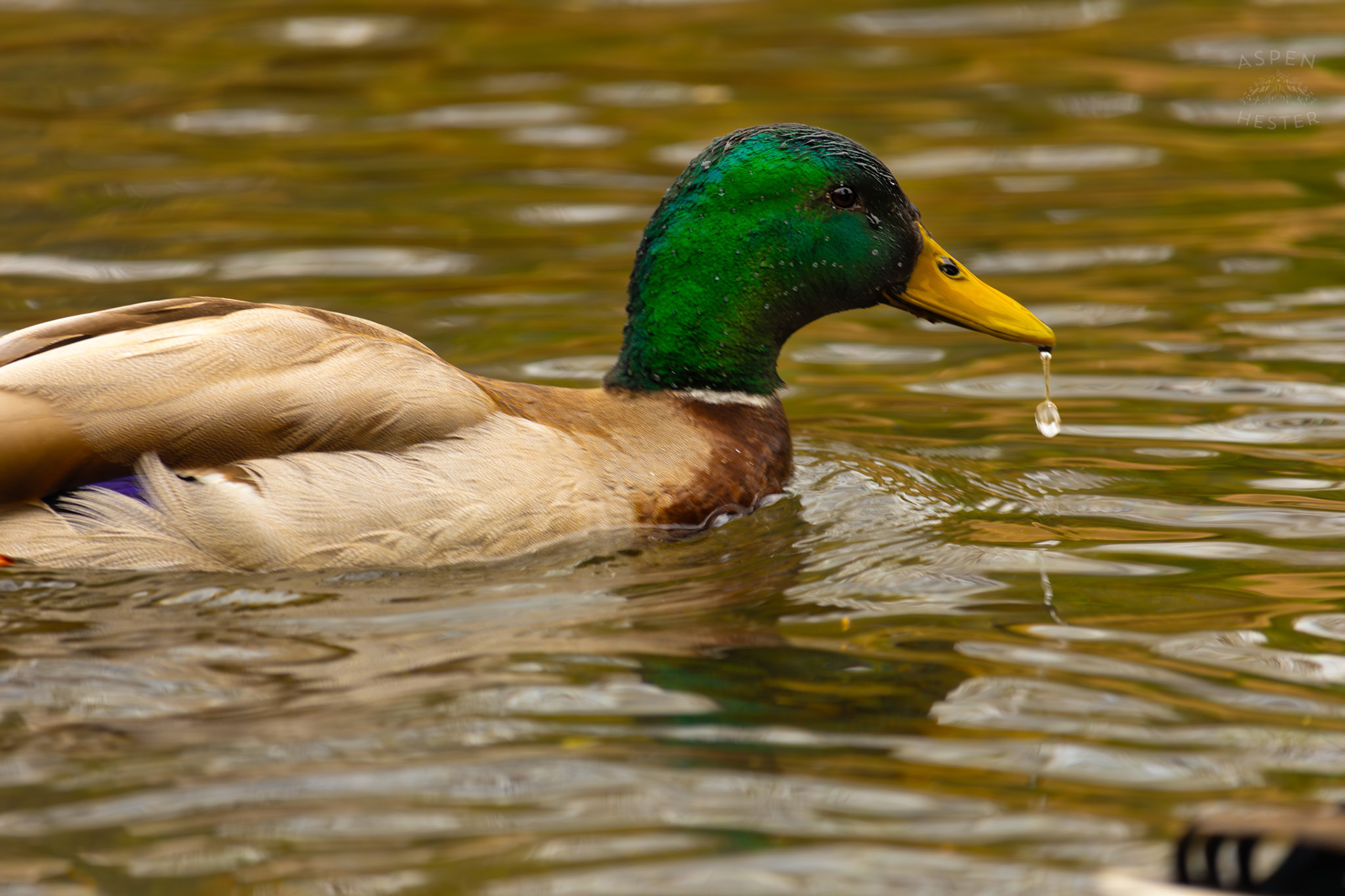 A Male Mallard Swims in Middle Fork Beargrass Creek Where It Runs Through Brown Park. April 14th, 2025/Aspen Hester