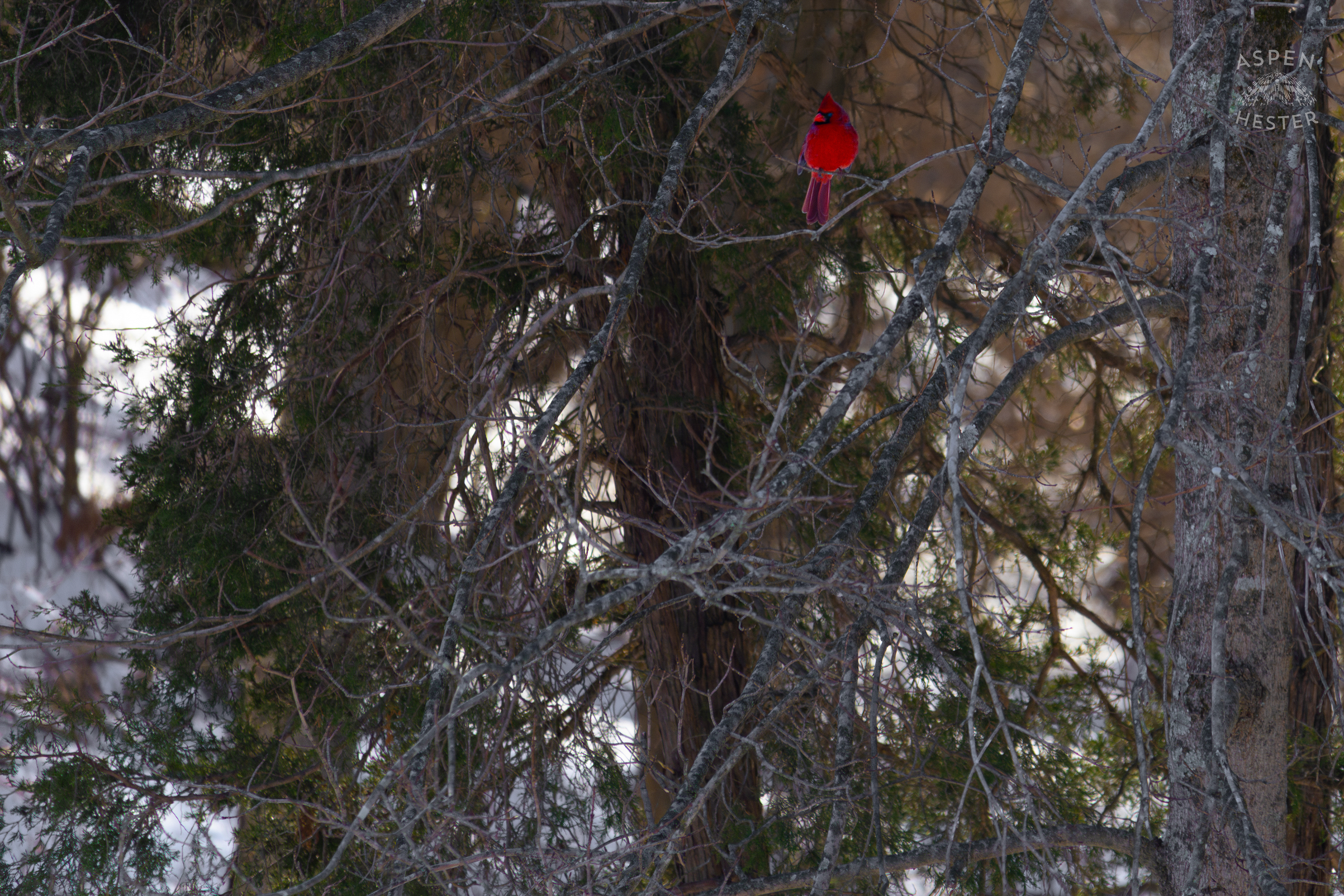 A Cardinal Sits in An Ash Tree in My Snowy Backyard. January 13th, 2025/Aspen Hester