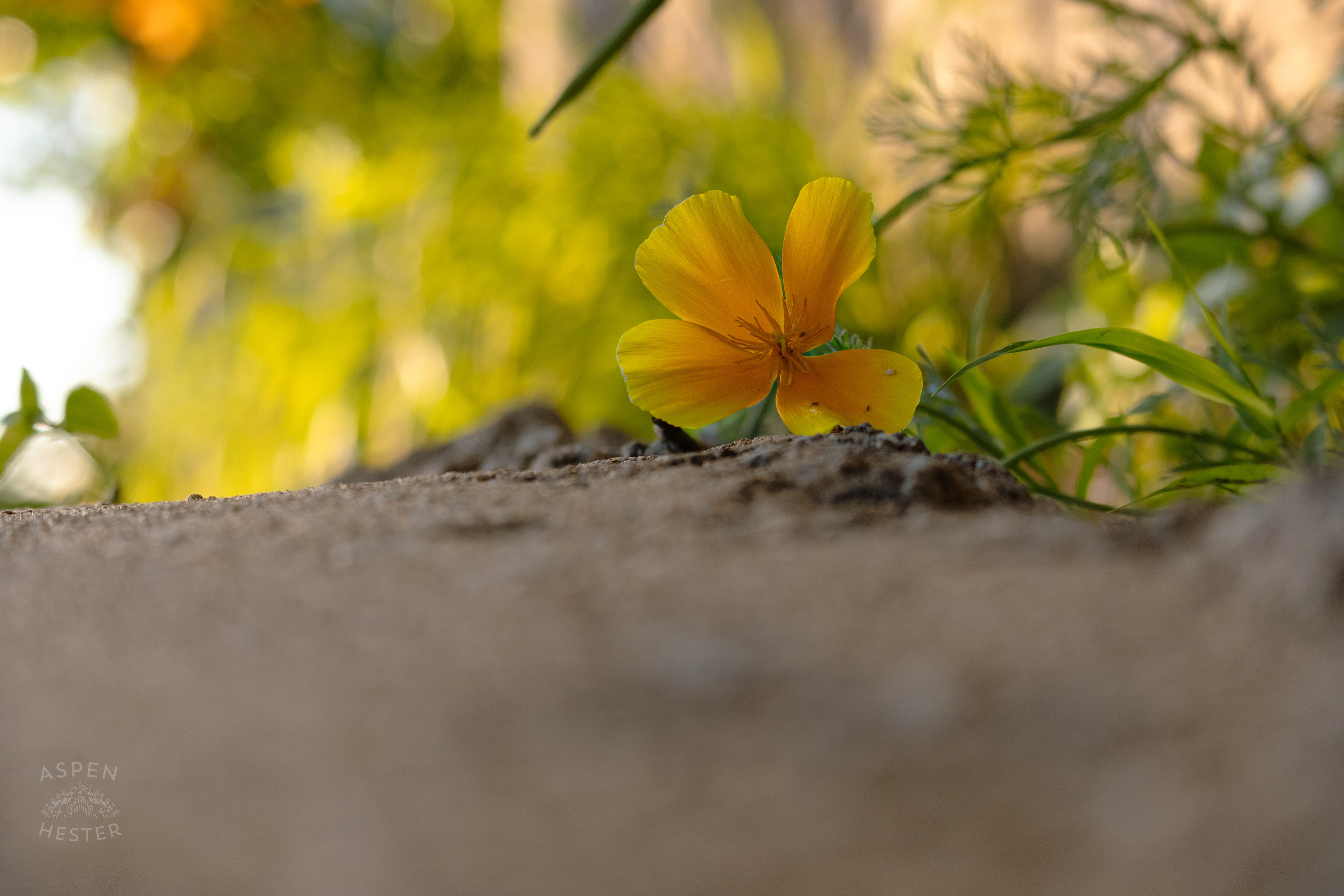 Unidentified Yellow Flower During Golden Hour on Preston Street. May 30th, 2024/Aspen Hester 