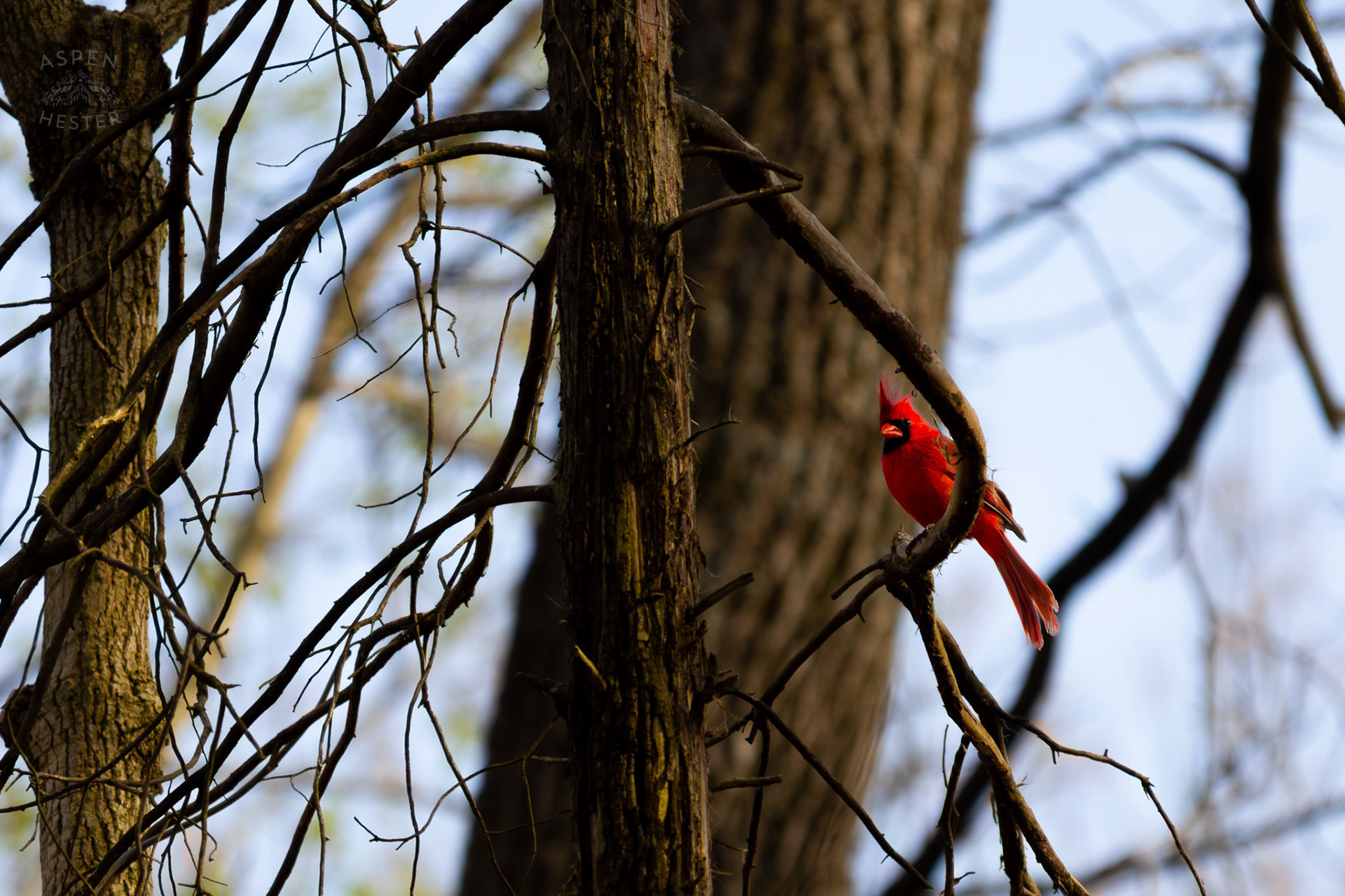A Male Cardinal Perches on A Branch in My Neighbor's Yard. March 29th, 2026/Aspen Hester