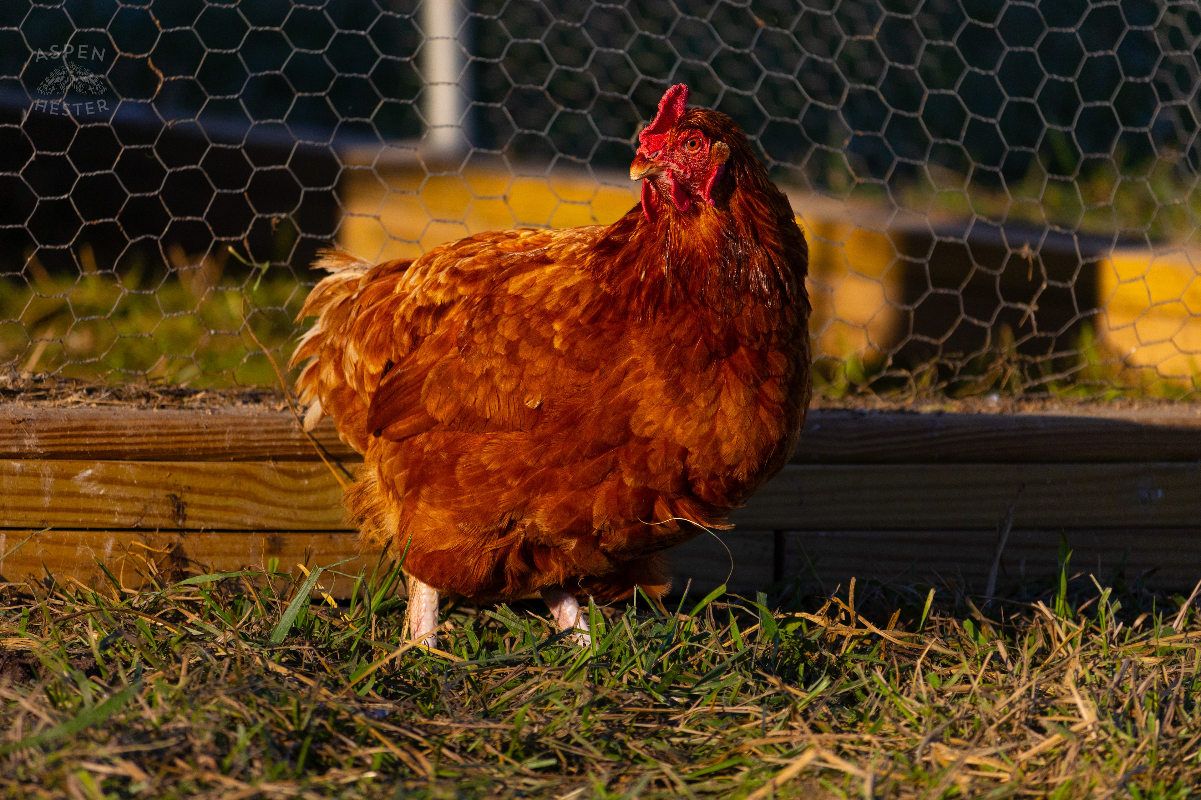 A Chicken Pecking About on Skinner Farms Thanksgiving Turkey Pick Up Day. November 24th, 2024/Aspen Hester