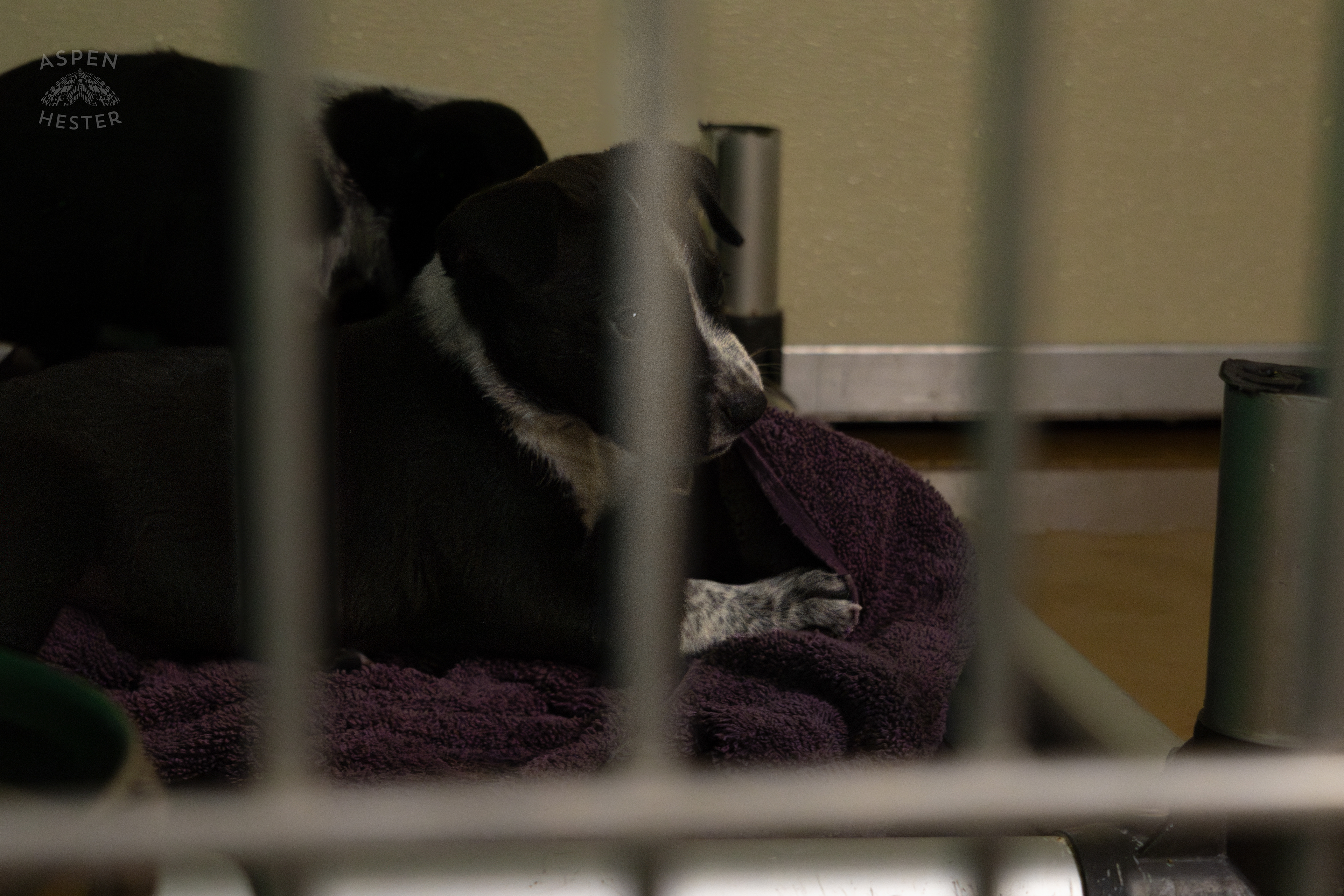 A Few of The Five Puppies Abandoned On The Road Outside of Louisville Metro Animal Services. September 4th, 2024/Aspen Hester