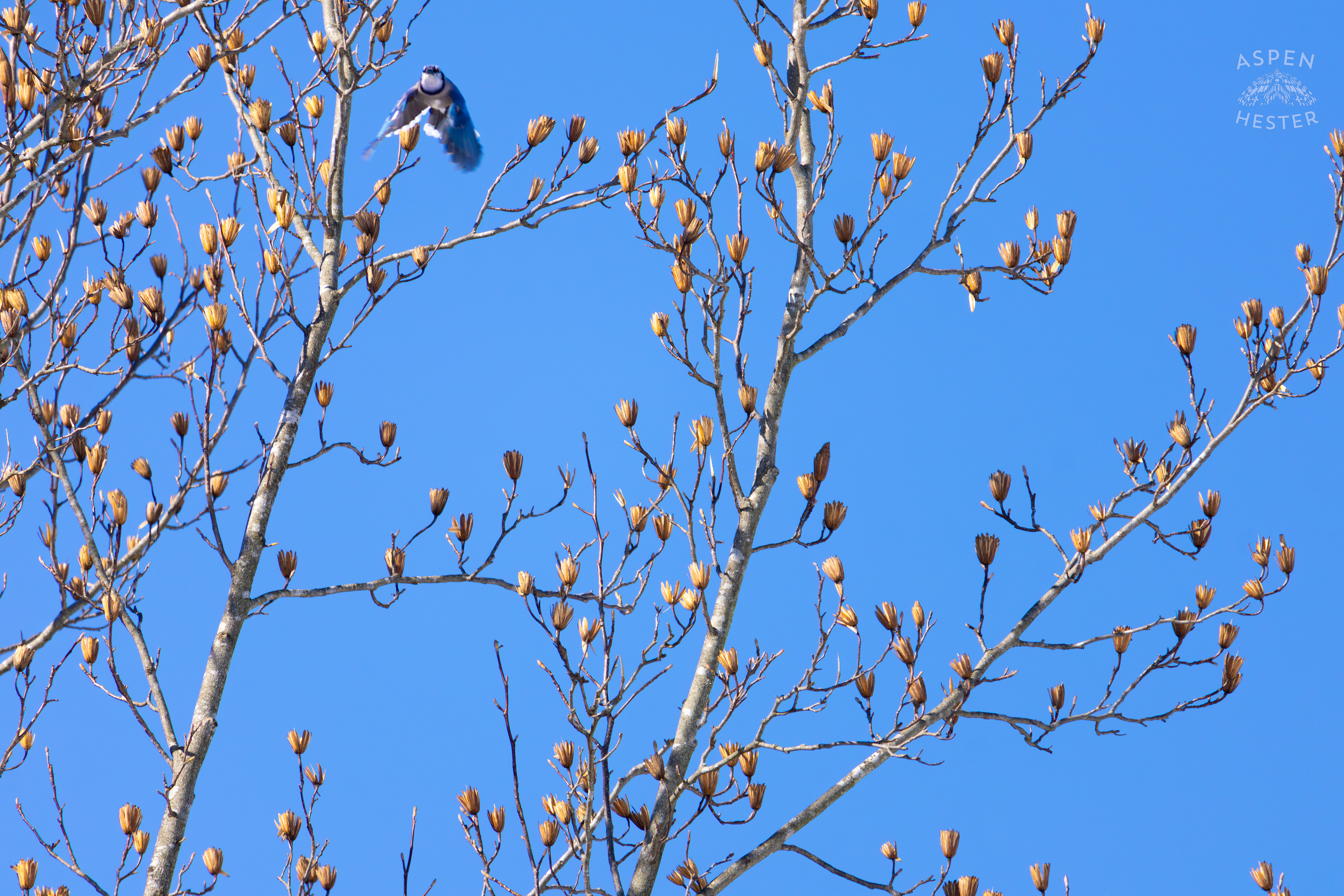 A Blue Jay Flies Away From A Tulip Tree in my Backyard. January 13th, 2025/Aspen Hester