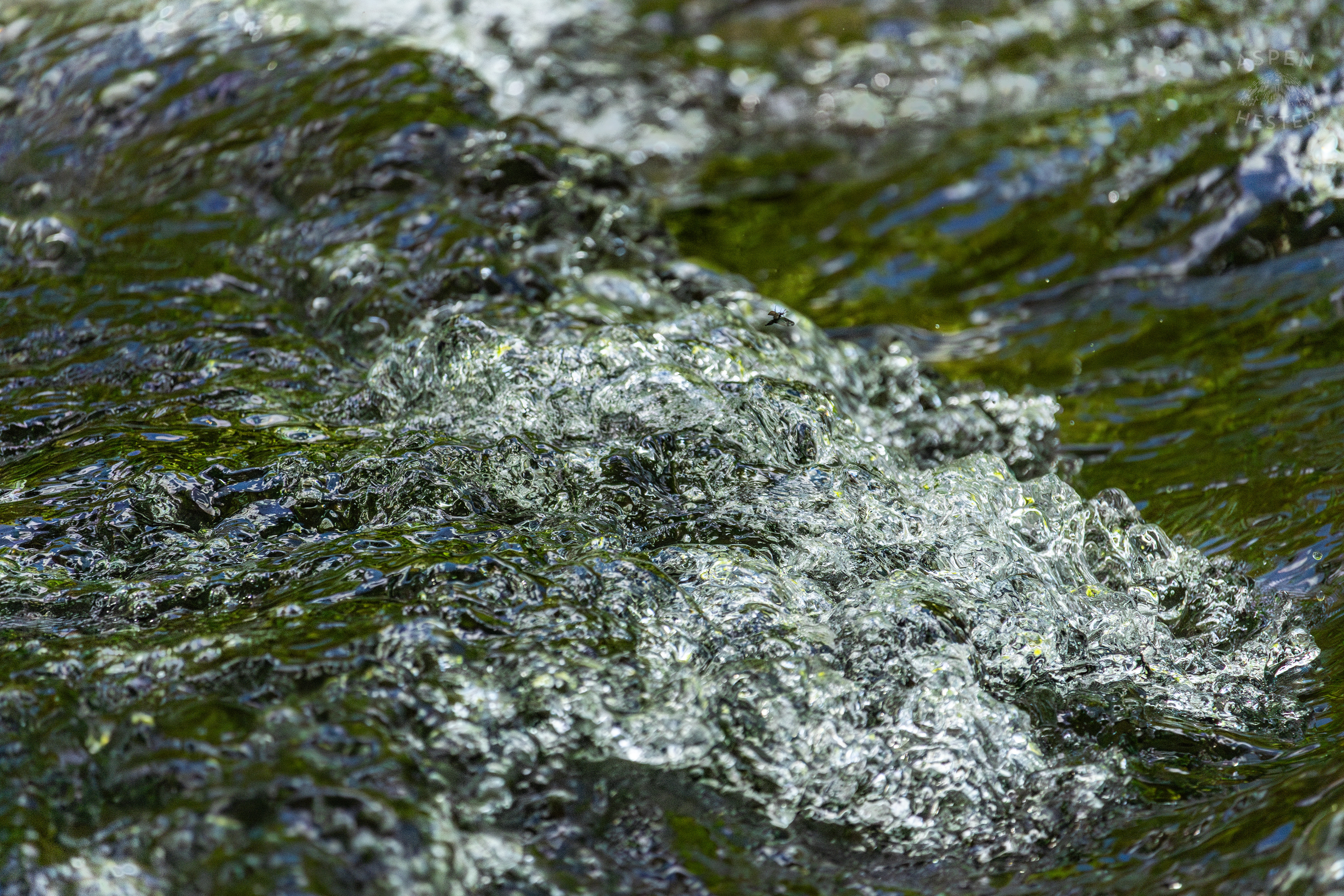 The Waters of Middle Fork Beargrass Creek in Cherokee Park. May 28th, 2024/Aspen Hester