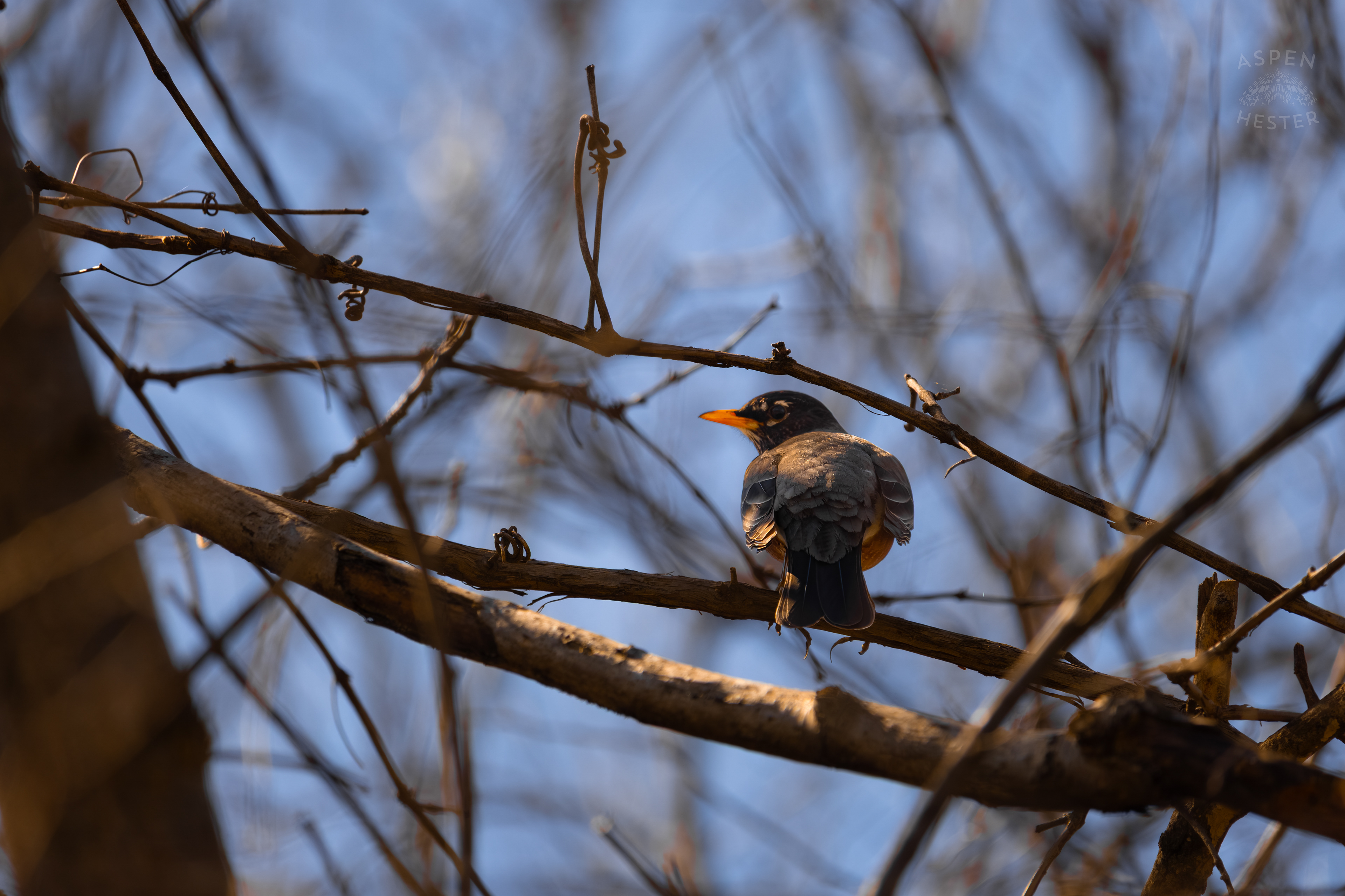 A Female Robin Perches in The Trees of Wendell Moore Park Right Before Spring. March 18th, 2025/Aspen Hester