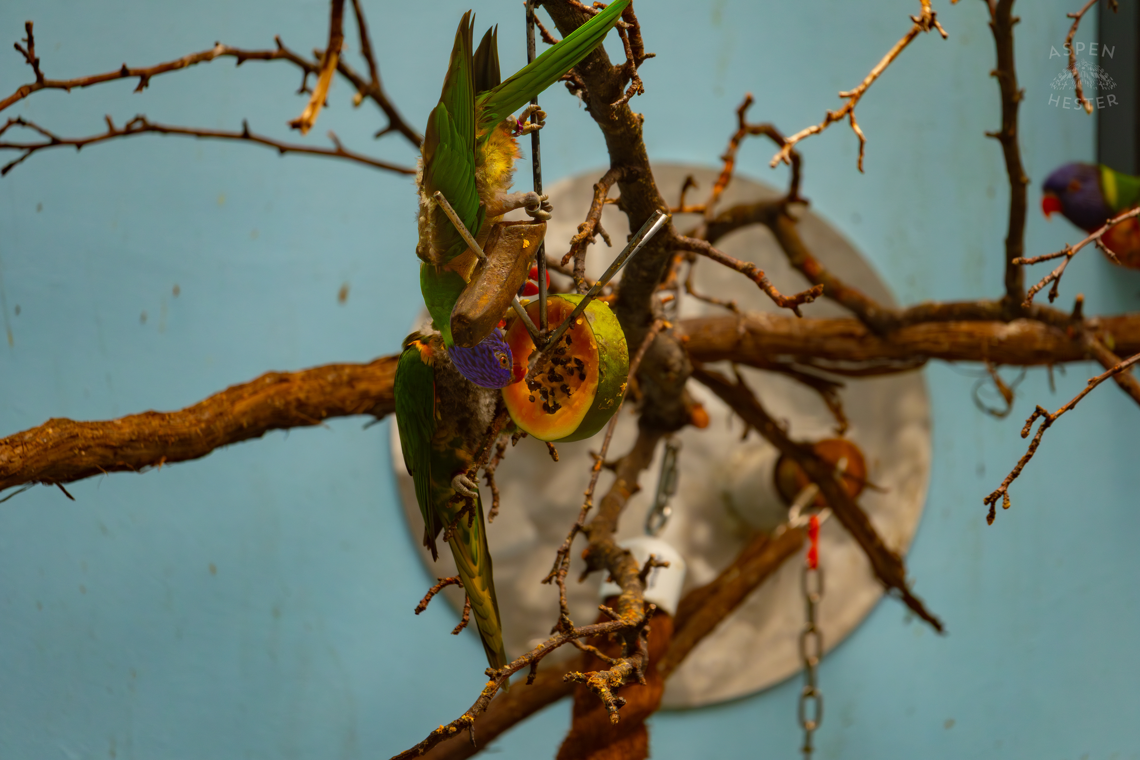 A Rainbow Lorikeet Eats Cantaloupe Upside Down in Canary's Call Inside The National Aviary in Pittsburgh Pennsylvania. February 26th, 2025/Aspen Hester