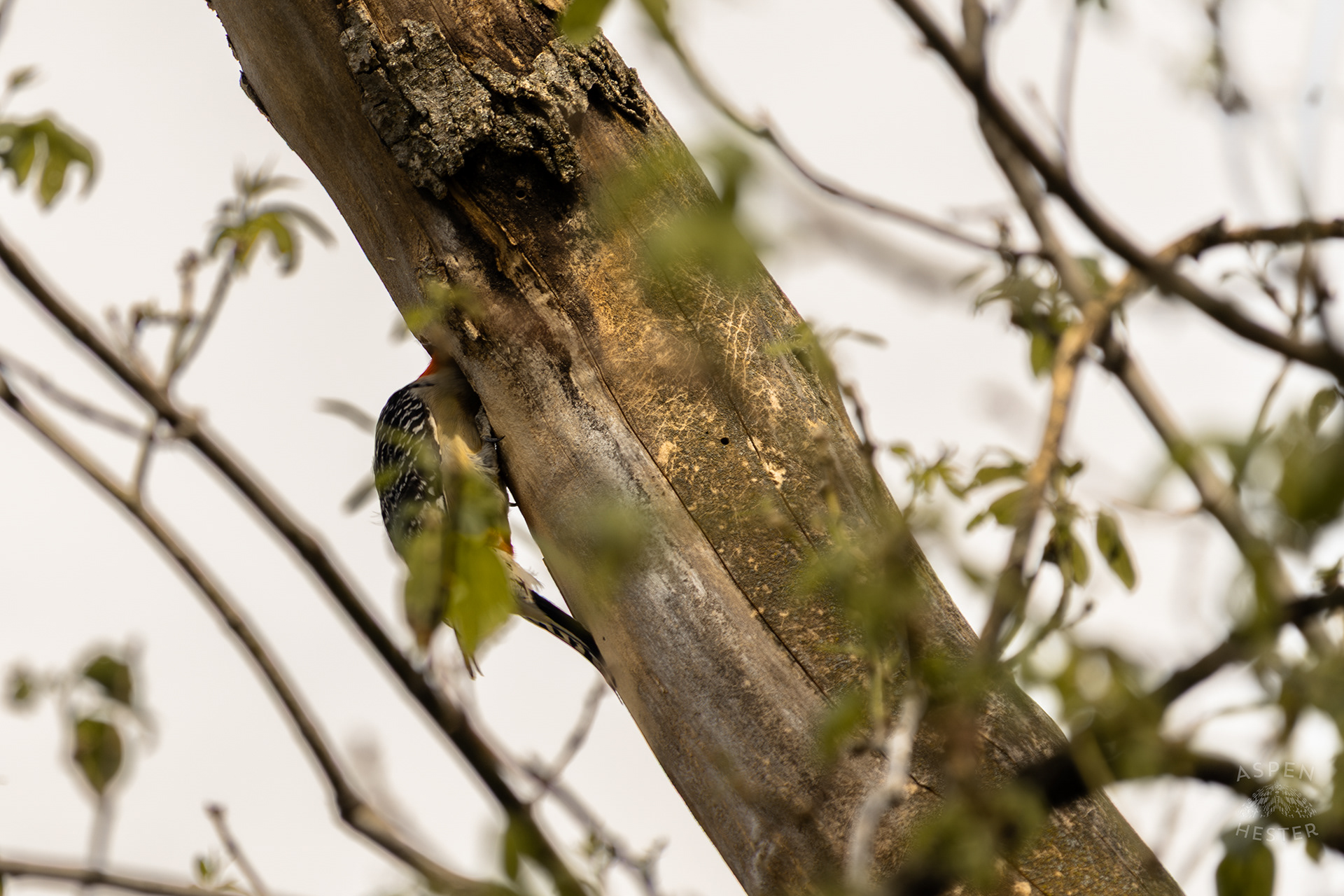 A Red-Bellied Woodpecker Forages in A Tree Above Water Amid The Historic Flooding in Utica Indiana. April 9th, 2025/Aspen Hester