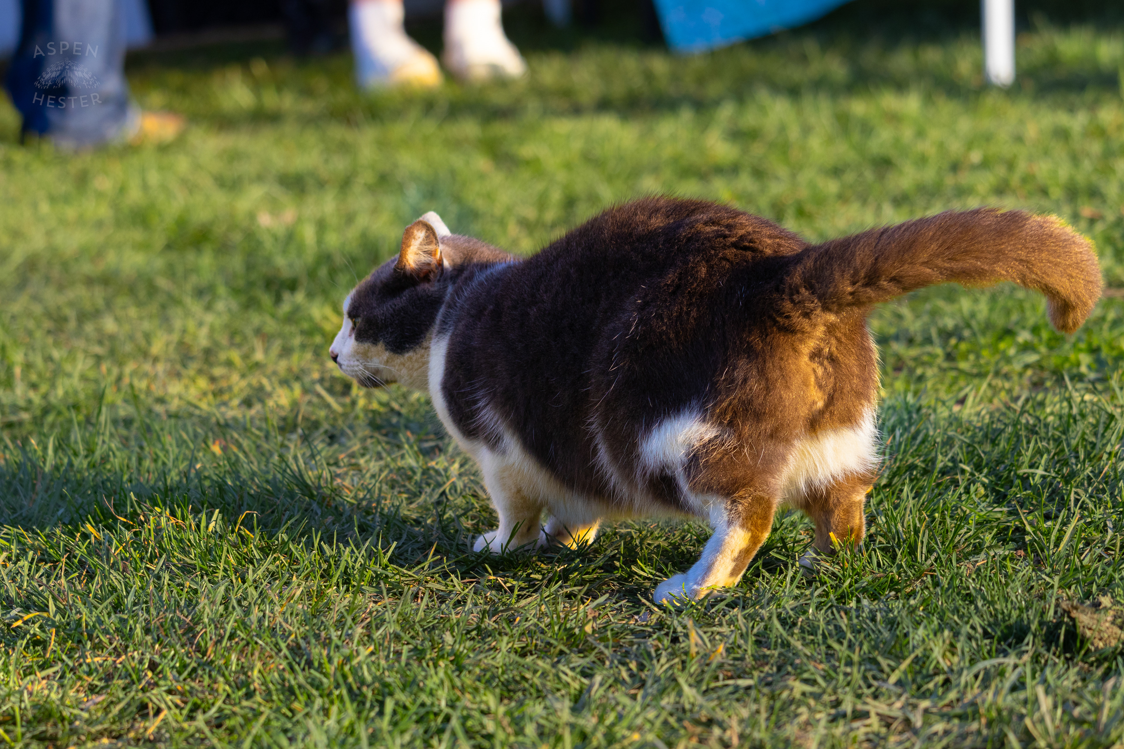 Barn Cat Catboy Stealing Attention From All The Customers  on Skinner Farms Thanksgiving Turkey Pick Up Day. November 24th, 2024/Aspen Hester