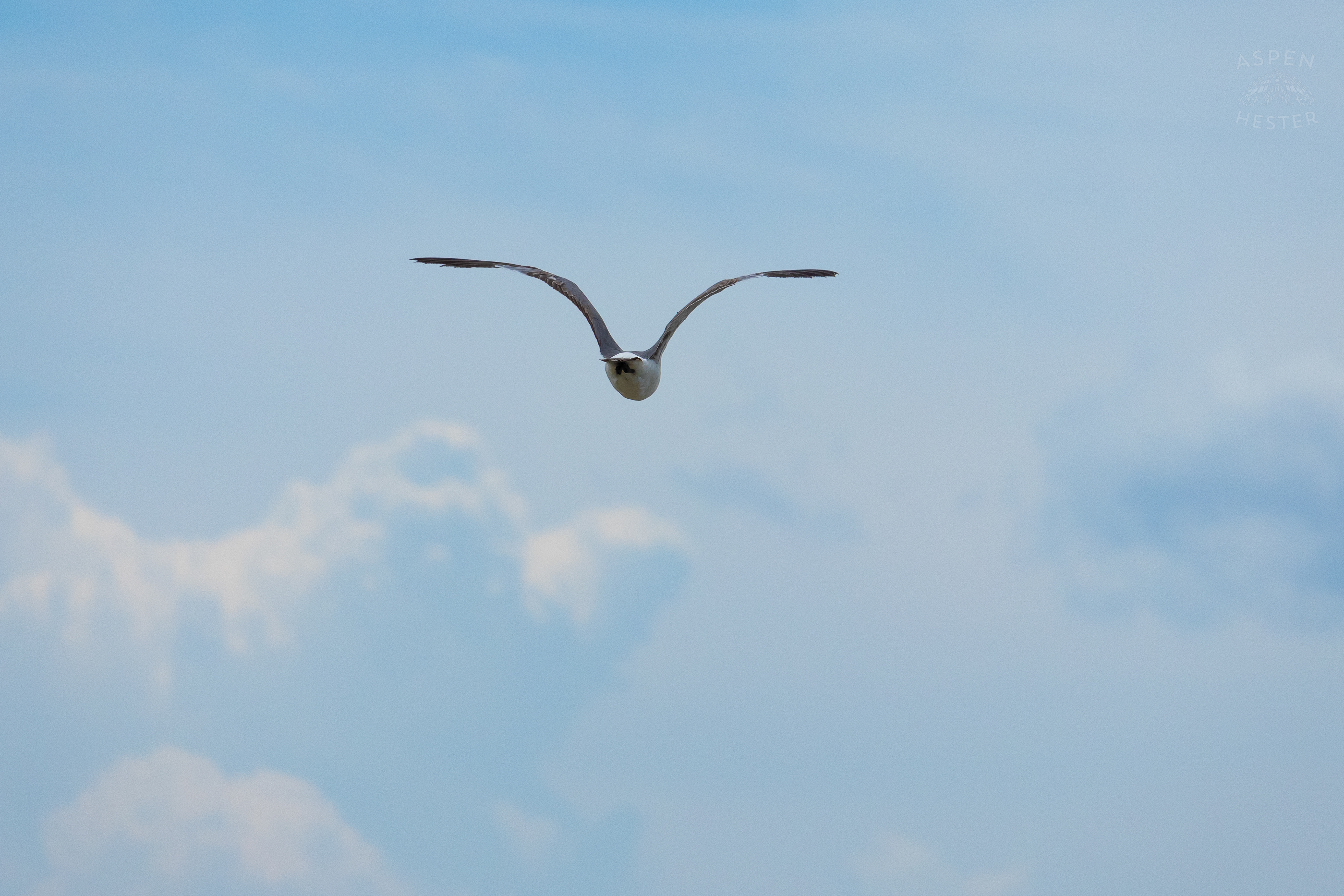 Seagull Flying On Tybee Island Georgia. June 24th, 2024/Aspen Hester
