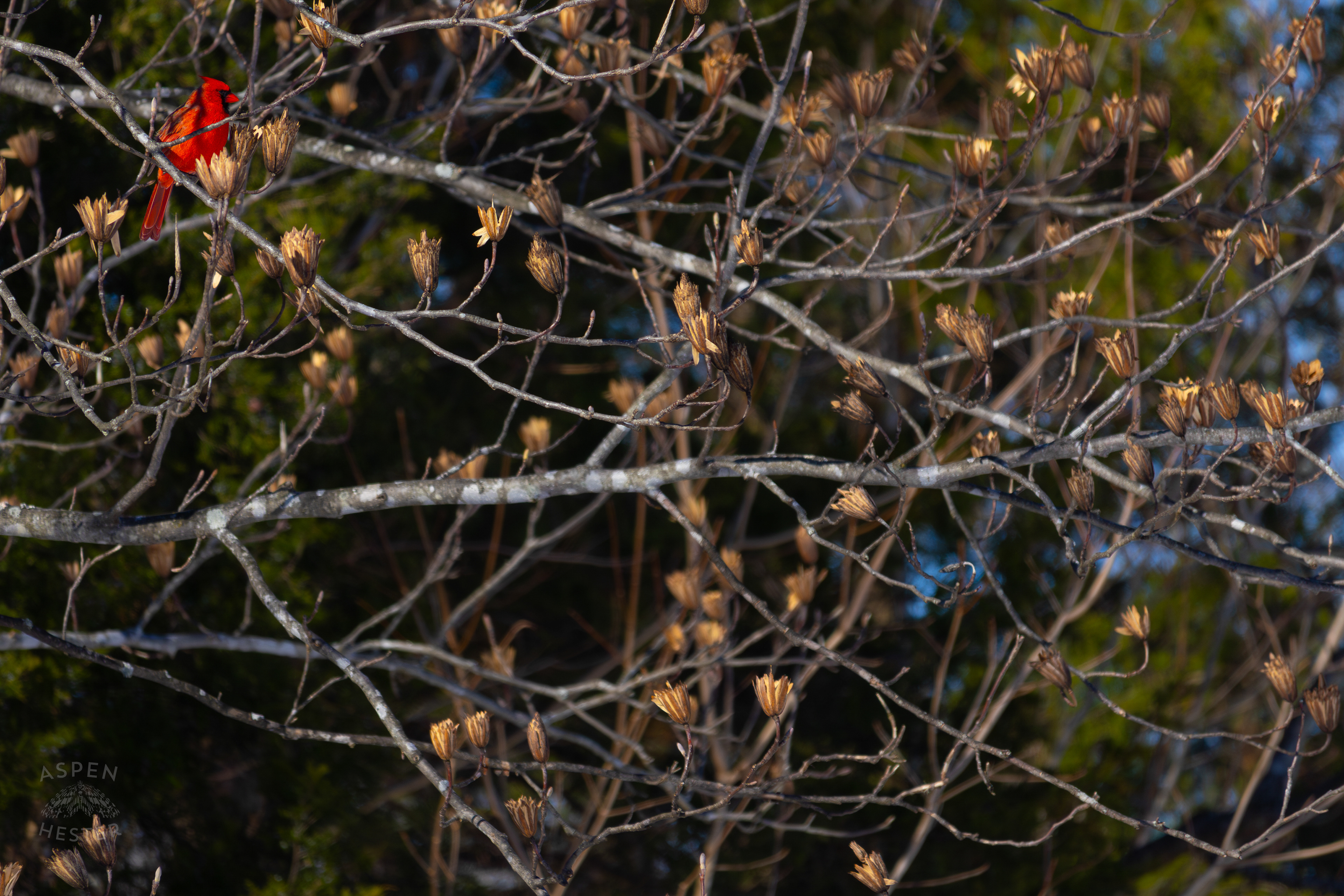 A Cardinal Sits in A Tulip Tree in my Backyard. January 13th, 2025/Aspen Hester