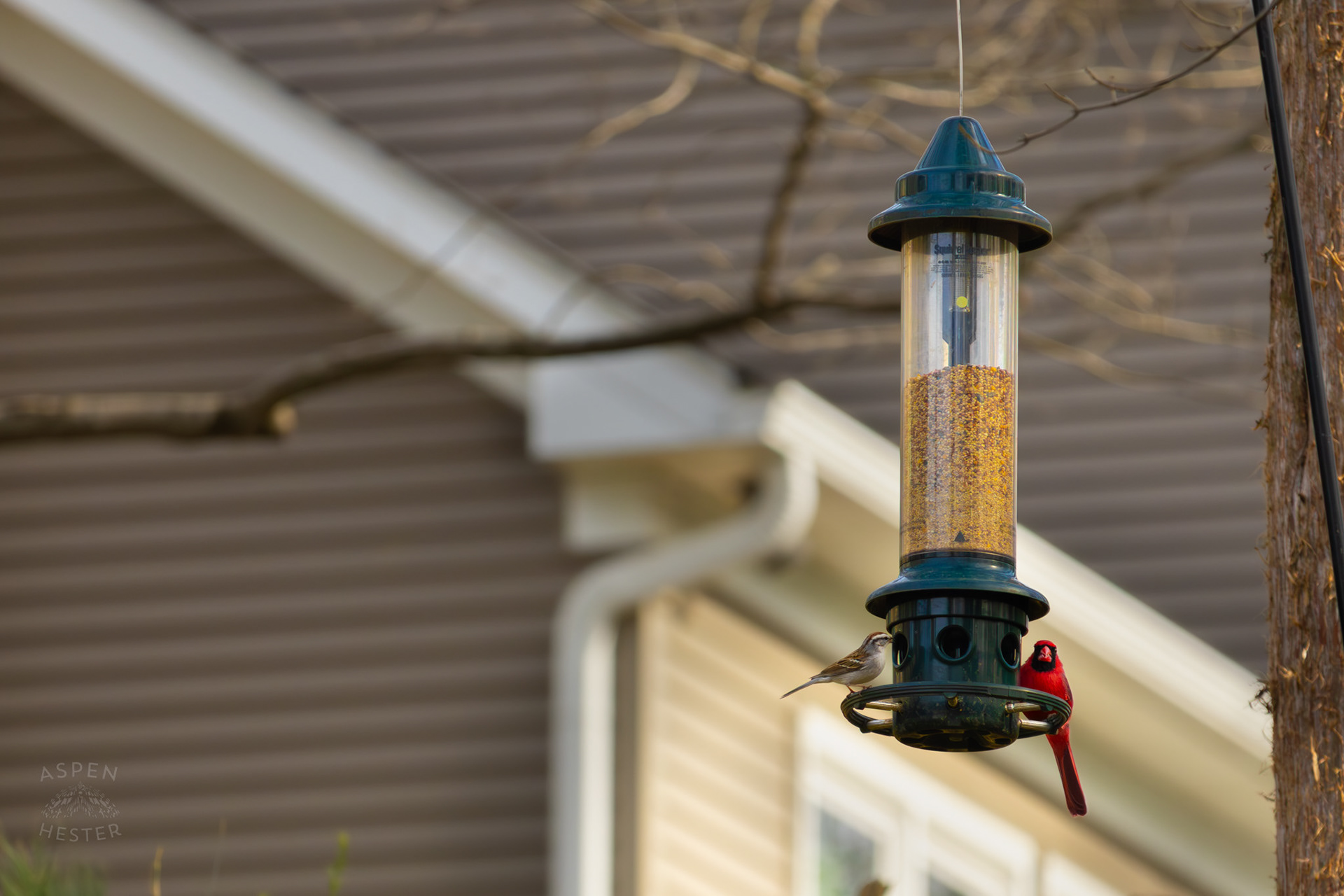 A Male Cardinal and A Chipping Sparrow Eat From A Birdfeeder in My Neighbor's Yard. March 29th, 2026/Aspen Hester