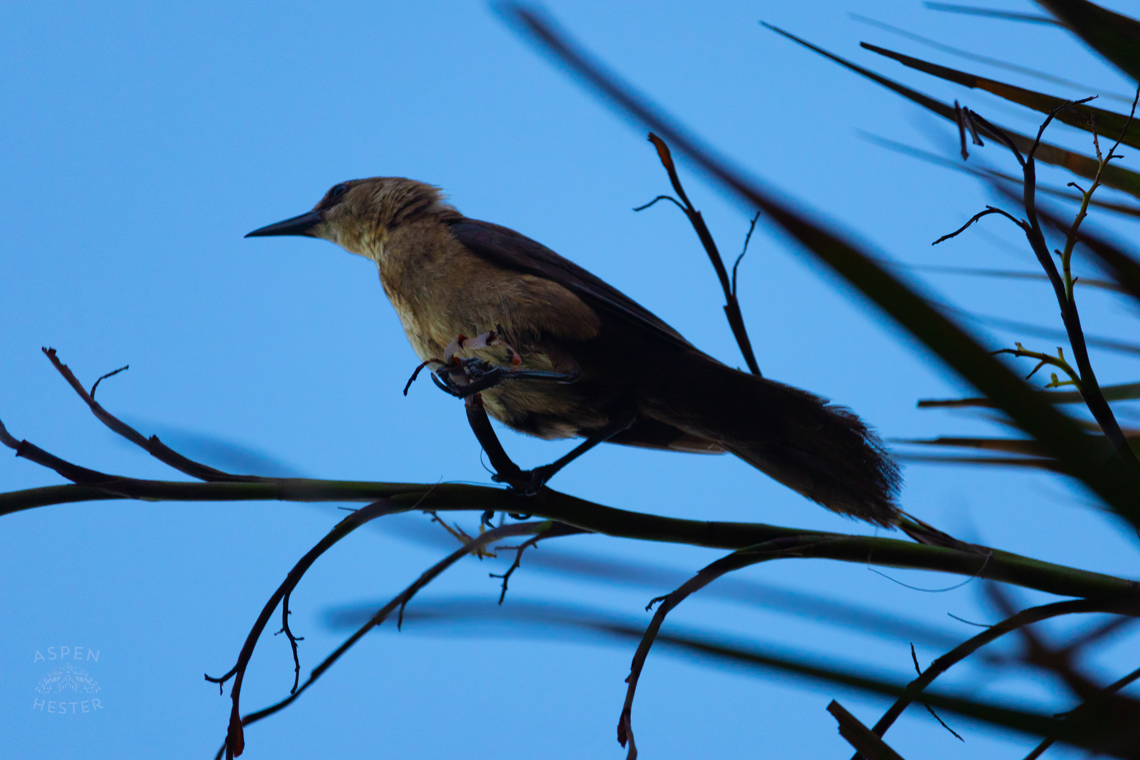 Grackle Resting on A Tybee Island Georgia Palm Tree. June 23rd, 2024/Aspen Hester