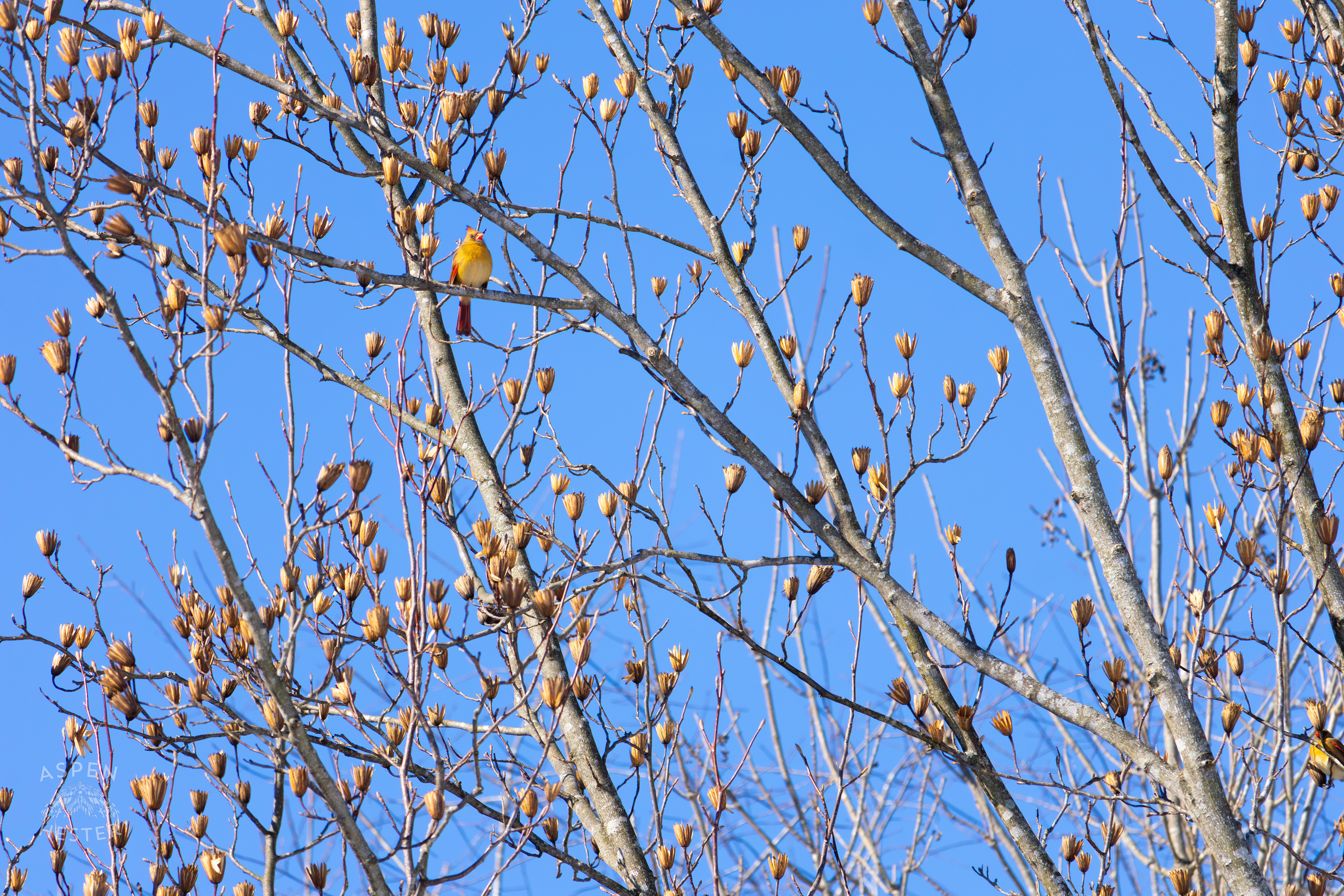 A Bright Female Cardinal Sits in A Tulip Tree in my Backyard. January 13th, 2025/Aspen Hester