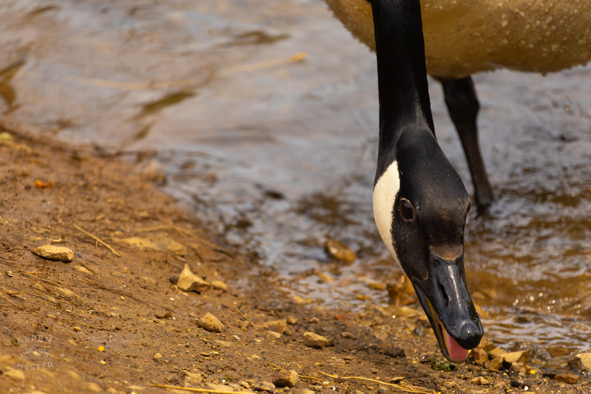 A Goose Eats Bird Feed in Brown Park. April 14th, 2025/Aspen Hester