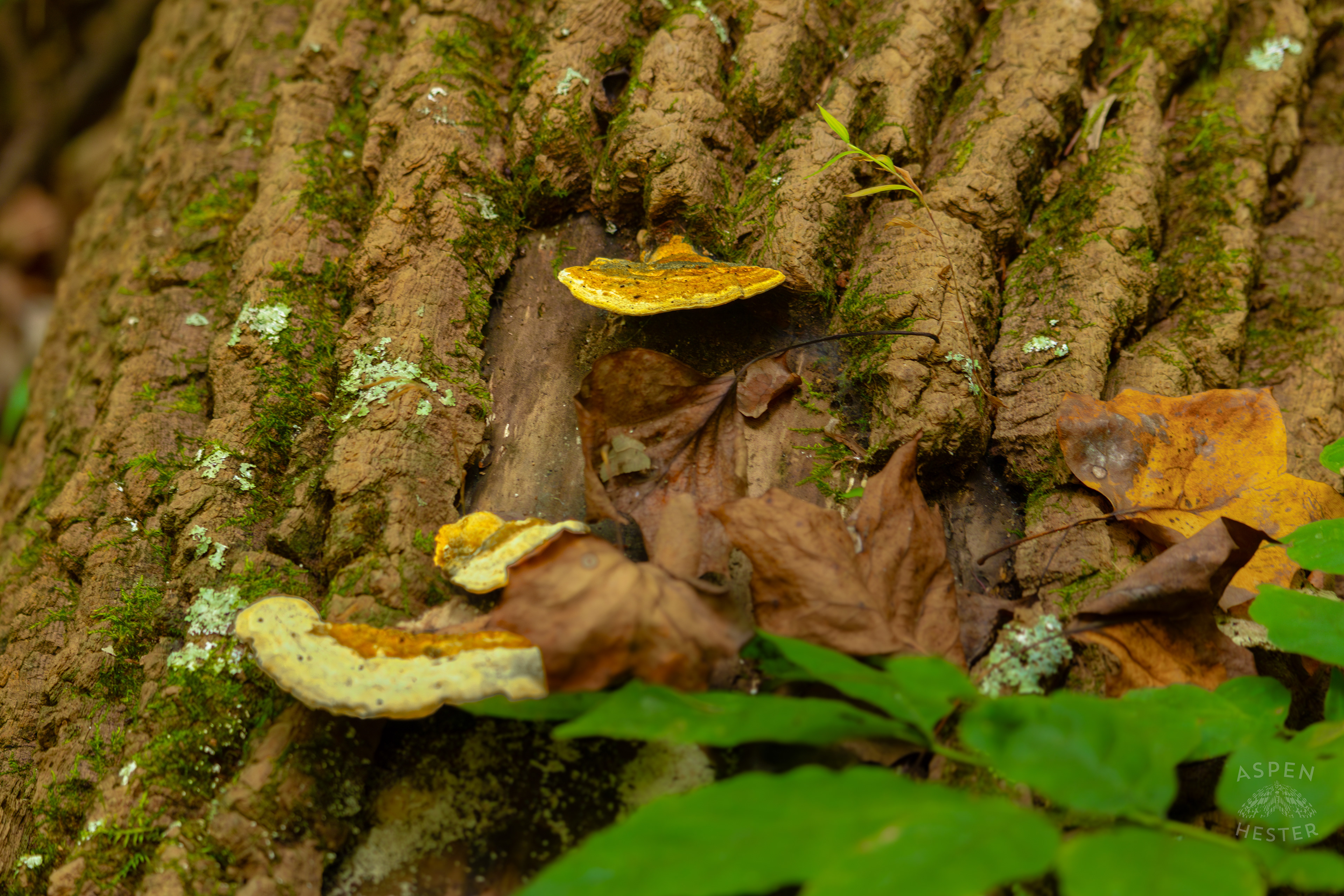  Mossy Maple Polypore On A Fallen Log Inside Jefferson Memorial Forest. September 3rd, 2024/Aspen Hester