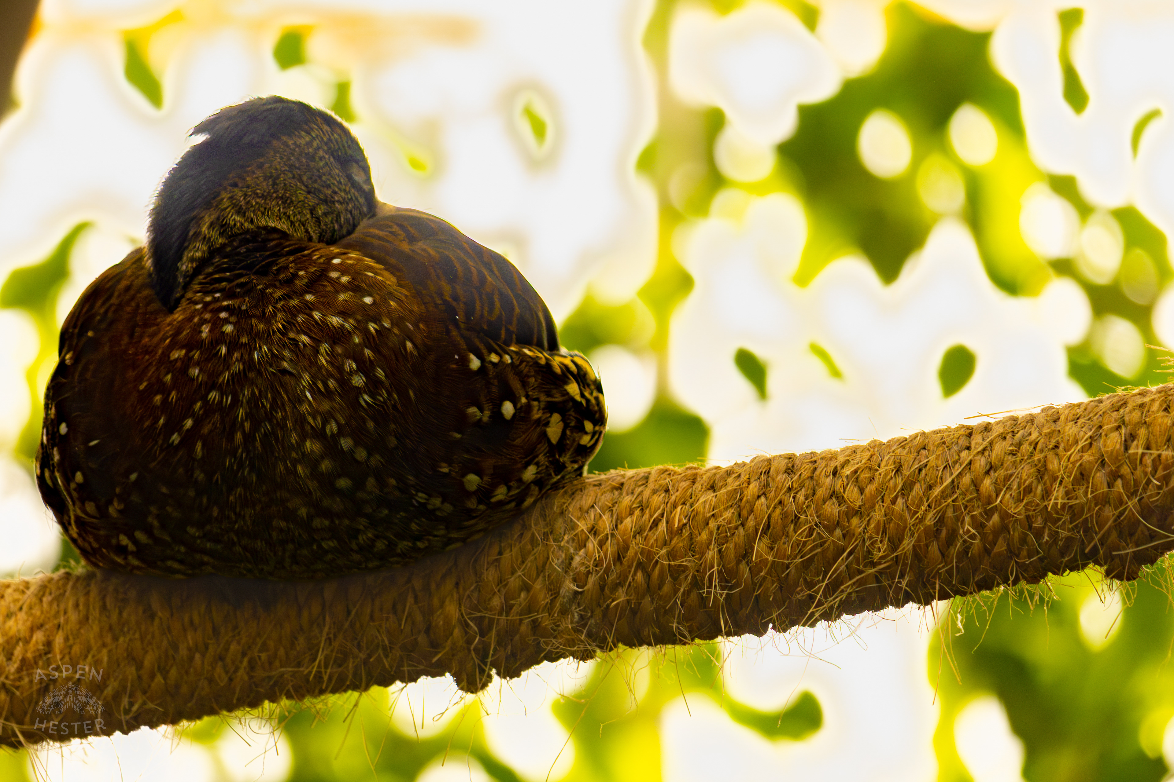 A Spotted Whistling Duck Rests High Up in The Rainforest Inside The National Aviary in Pittsburgh Pennsylvania. February 26th, 2025/Aspen Hester