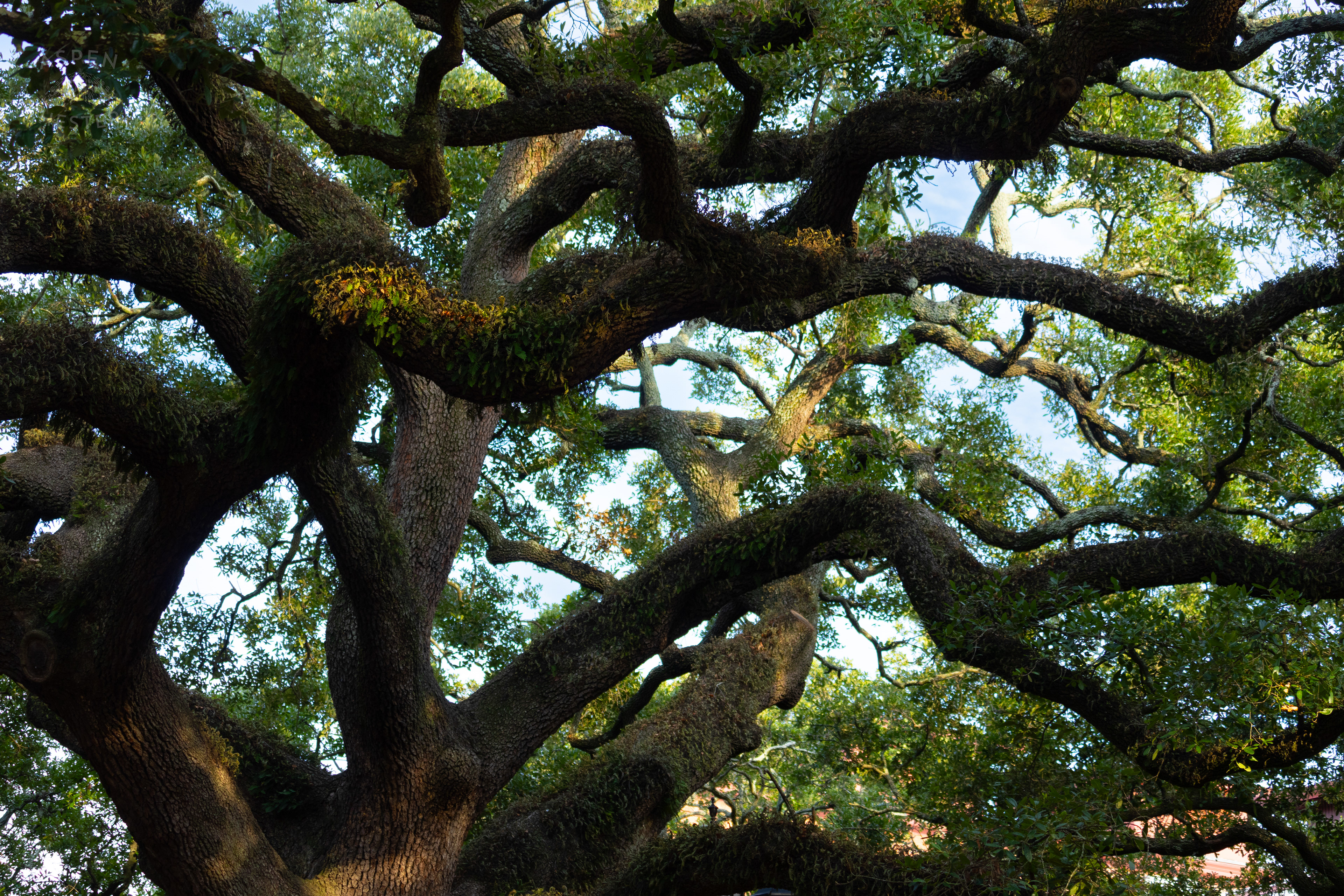 Oak Tree In Savannah Georgia's Reynolds Square. June 24th, 2024/Aspen Hester