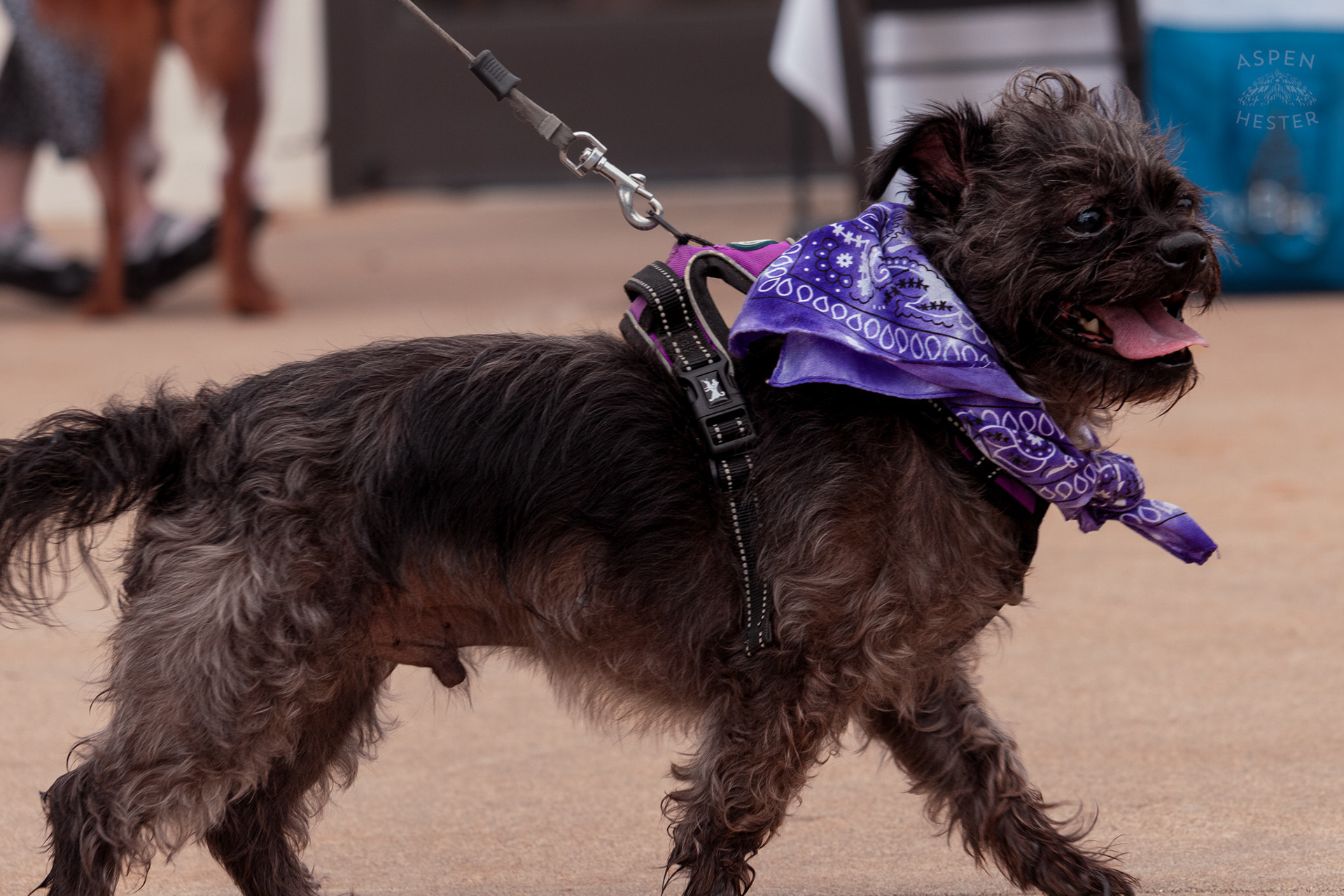 A Bit of A Scraggly Dog Walks Down Westport Village’s 5th Annual Puppy Palooza. April 19th, 2025/Aspen Hester