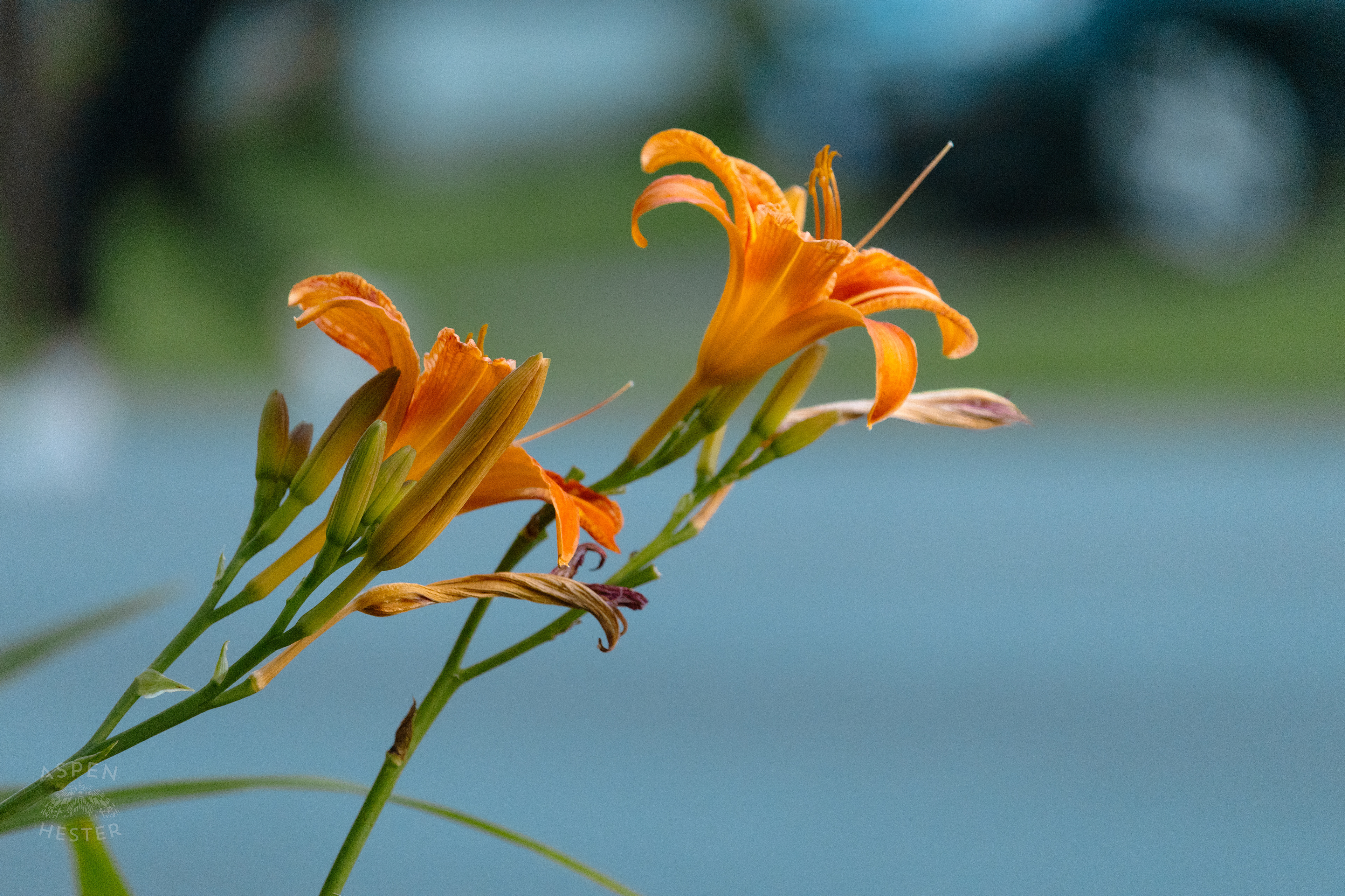 Daylilies During Golden Hour on Preston Street. May 30th, 2024/Aspen Hester 