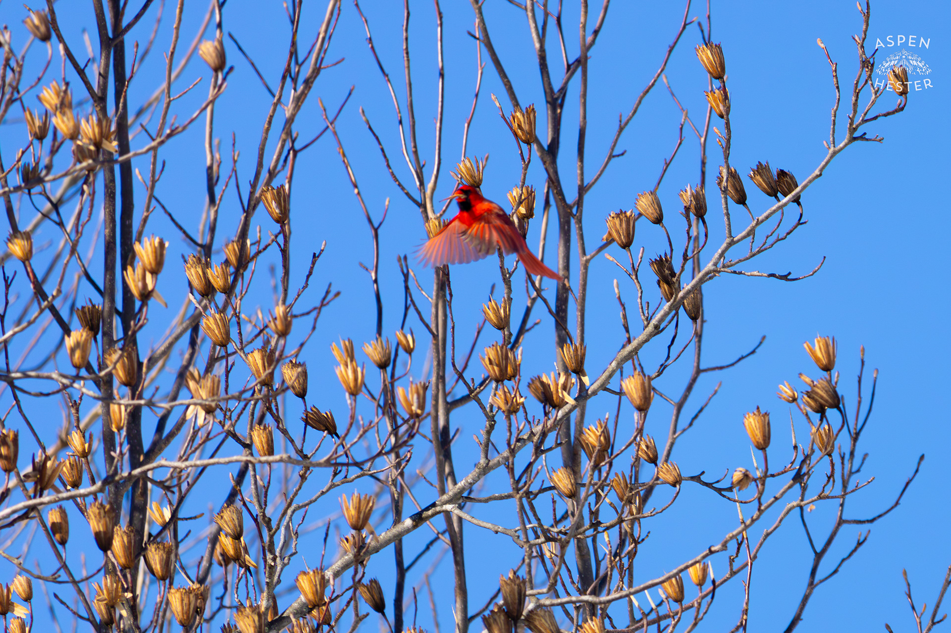  A Male Cardinal Flies From Branch to Branch in A Tulip Tree in my Snowy Backyard. January 13th, 2025/Aspen Hester