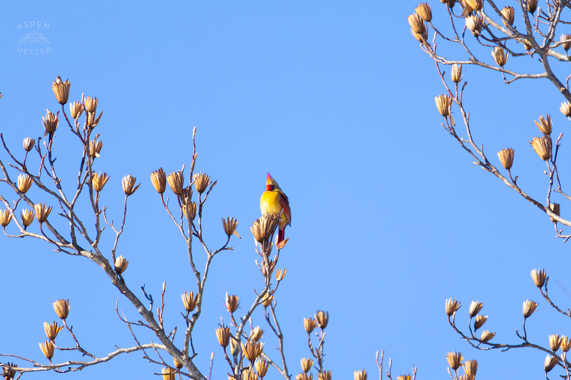 A Bright Female Cardinal Sits in A Tulip Tree in my Backyard. January 13th, 2025/Aspen Hester