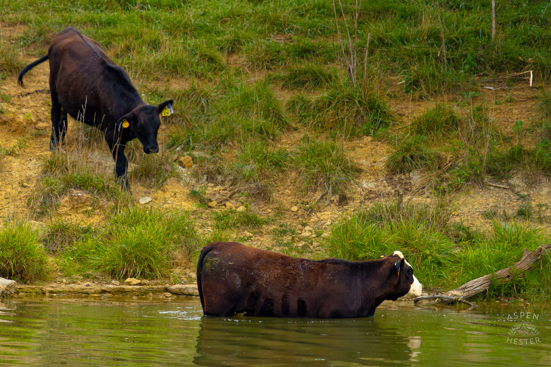 A Cow Wading in the Cool Waters of Reformatory Lake with Another Coming to Join. August 12th, 2024/Aspen Hester