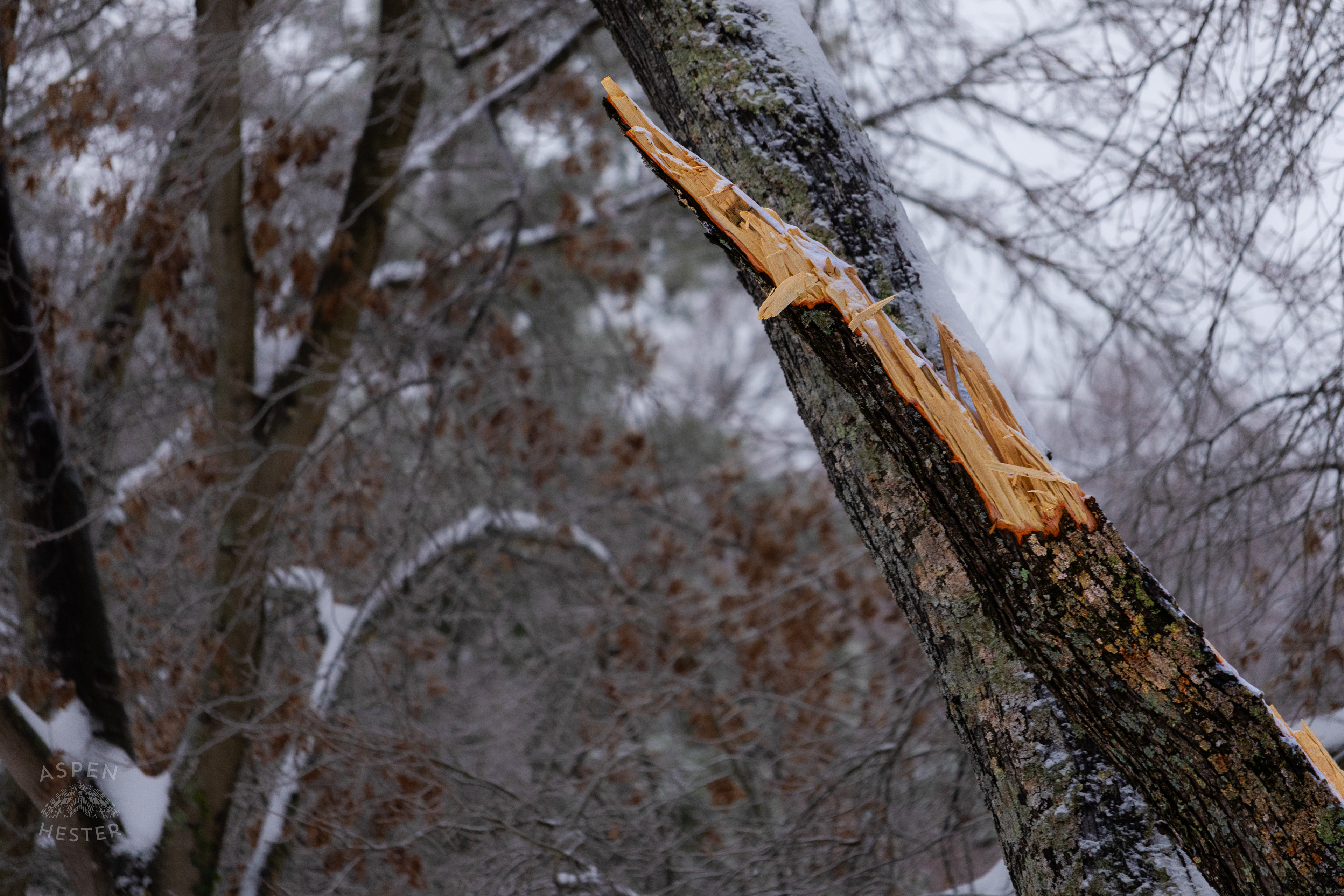 The Snapped Branch of A Red Maple Tree After The Weight of Ice from Winter Storm Blair Caused it to Come Crashing Down. January 6th, 2025/Aspen Hester