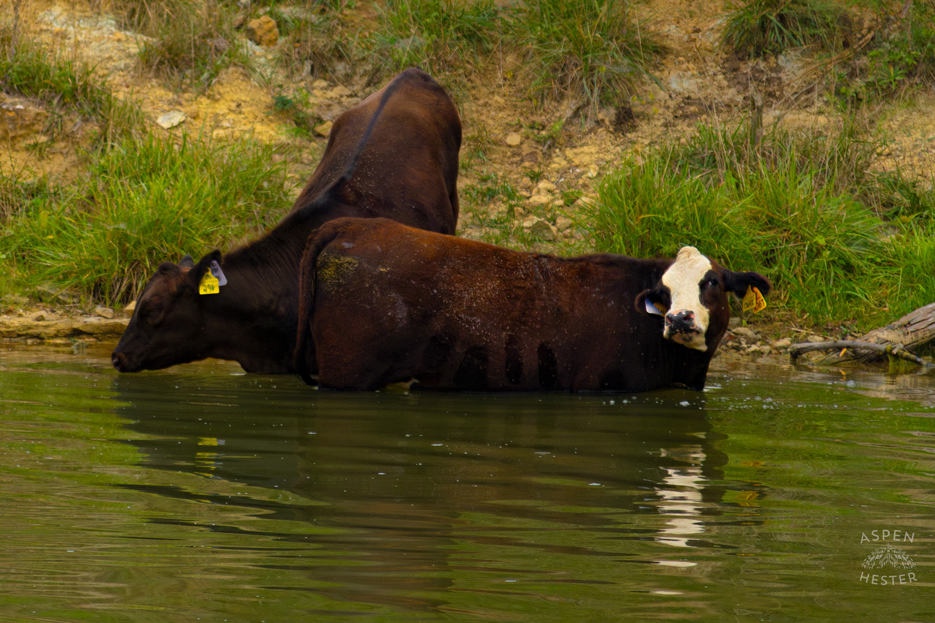A Cow Wading in the Cool Waters of Reformatory Lake with Another Coming to Join. August 12th, 2024/Aspen Hester