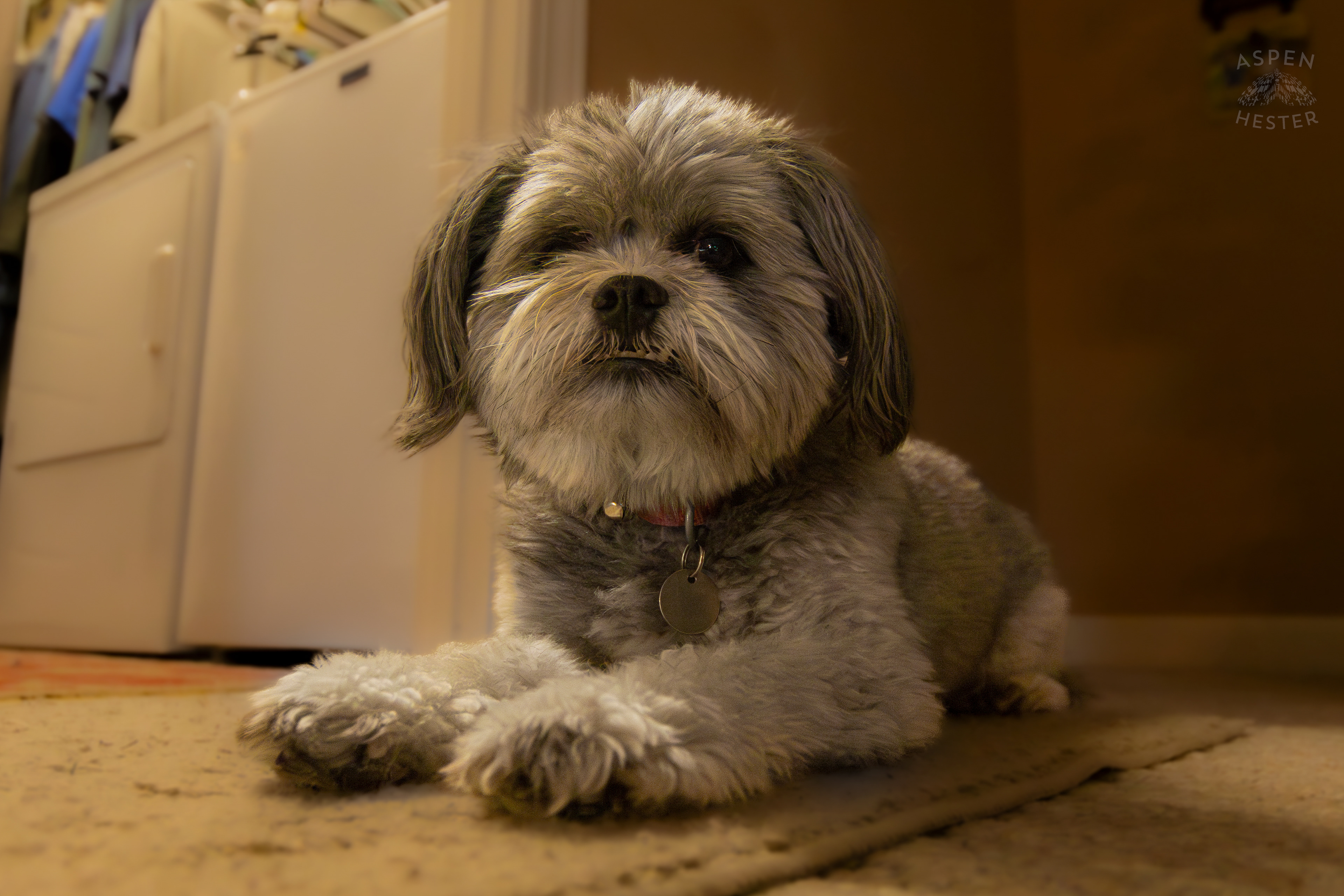 My Girl Mabel. November 11th, 2024/Aspen Hester