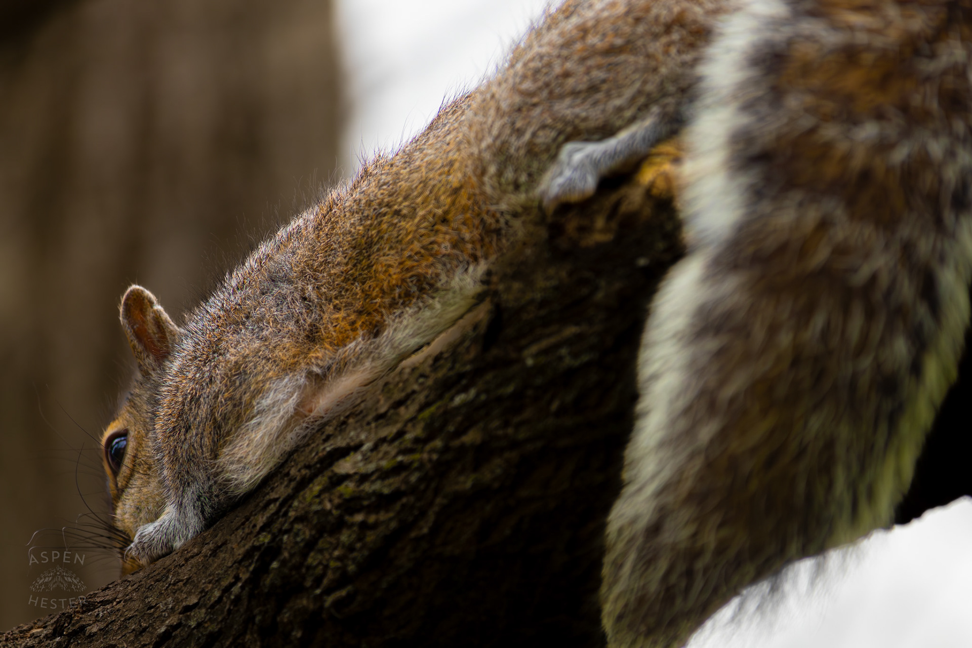 A Squirrel Rests on A Tree Branch in Brown Park. April 14th, 2025/Aspen Hester