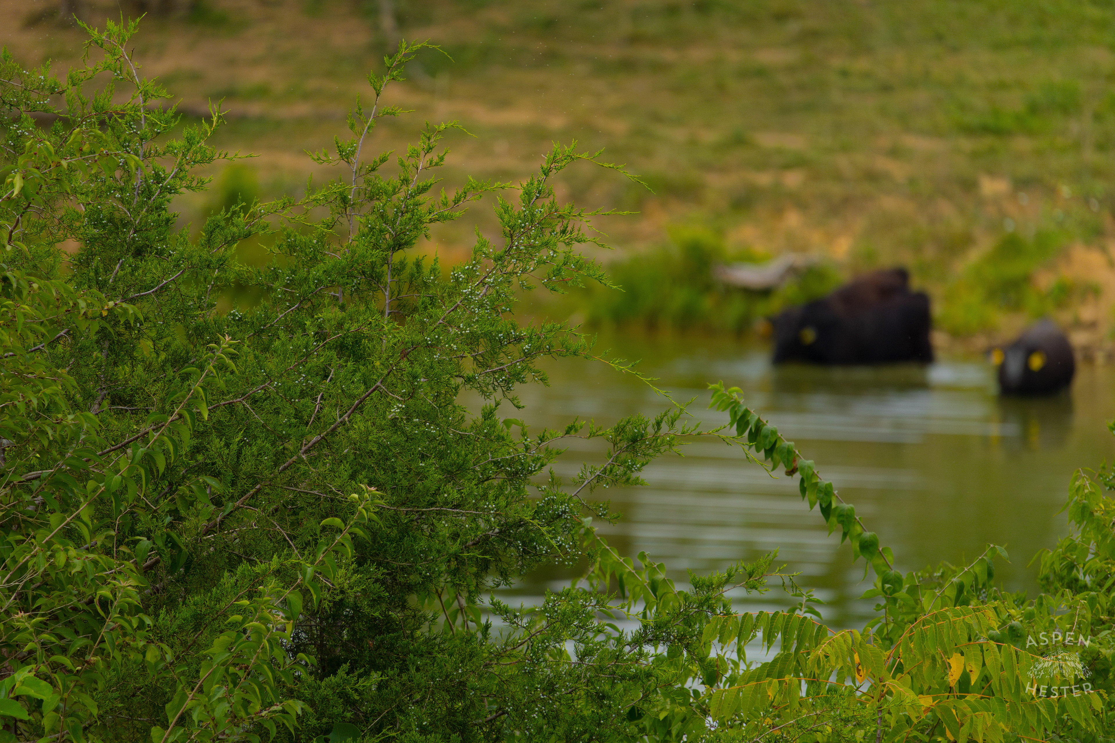 Three Cows Wading into the Cool Waters of Reformatory Lake . August 12th, 2024/Aspen Hester
