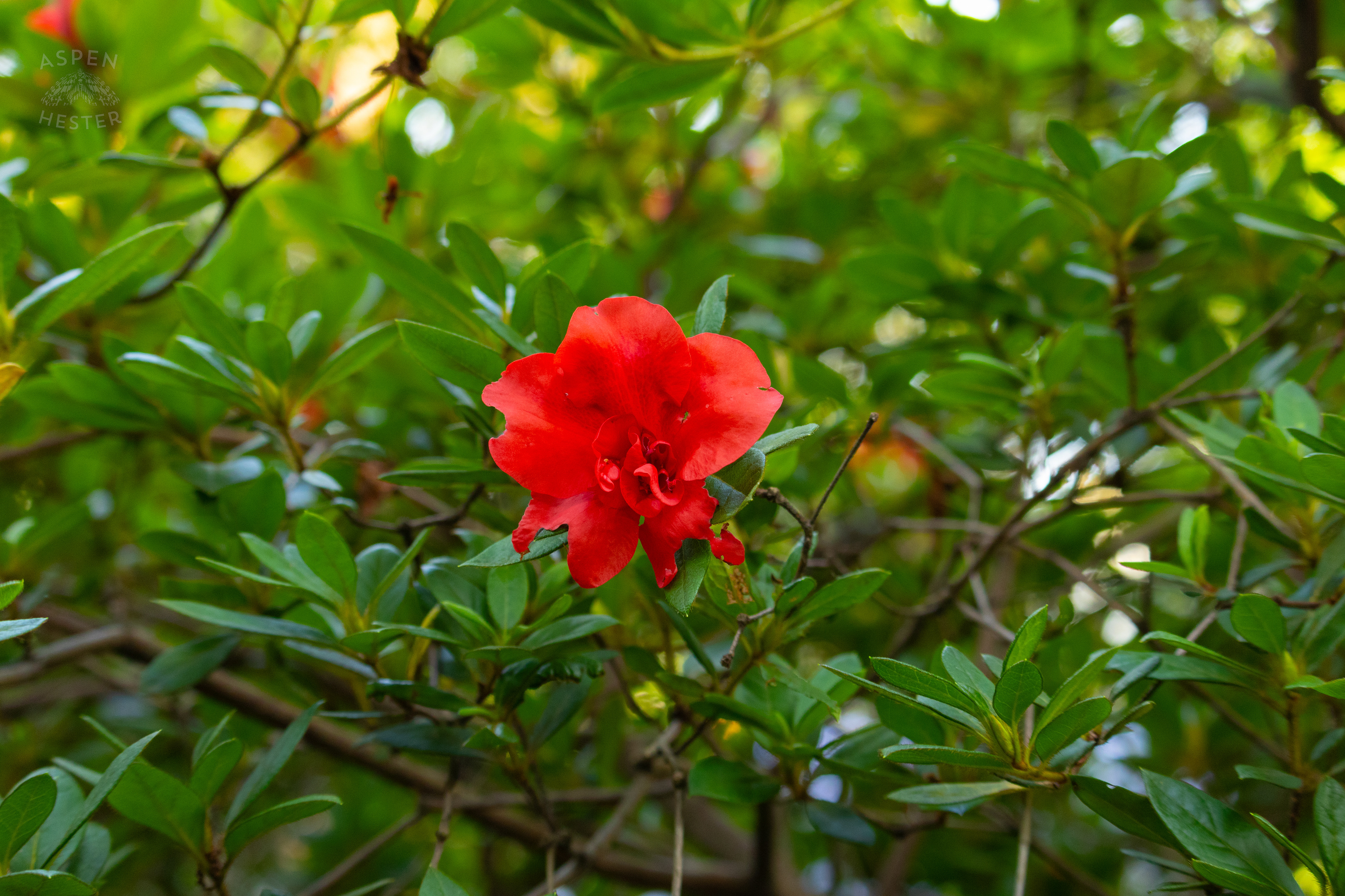 Autumn Fire Azalea In Savannah Georgia's Reynolds Square. June 24th, 2024/Aspen Hester