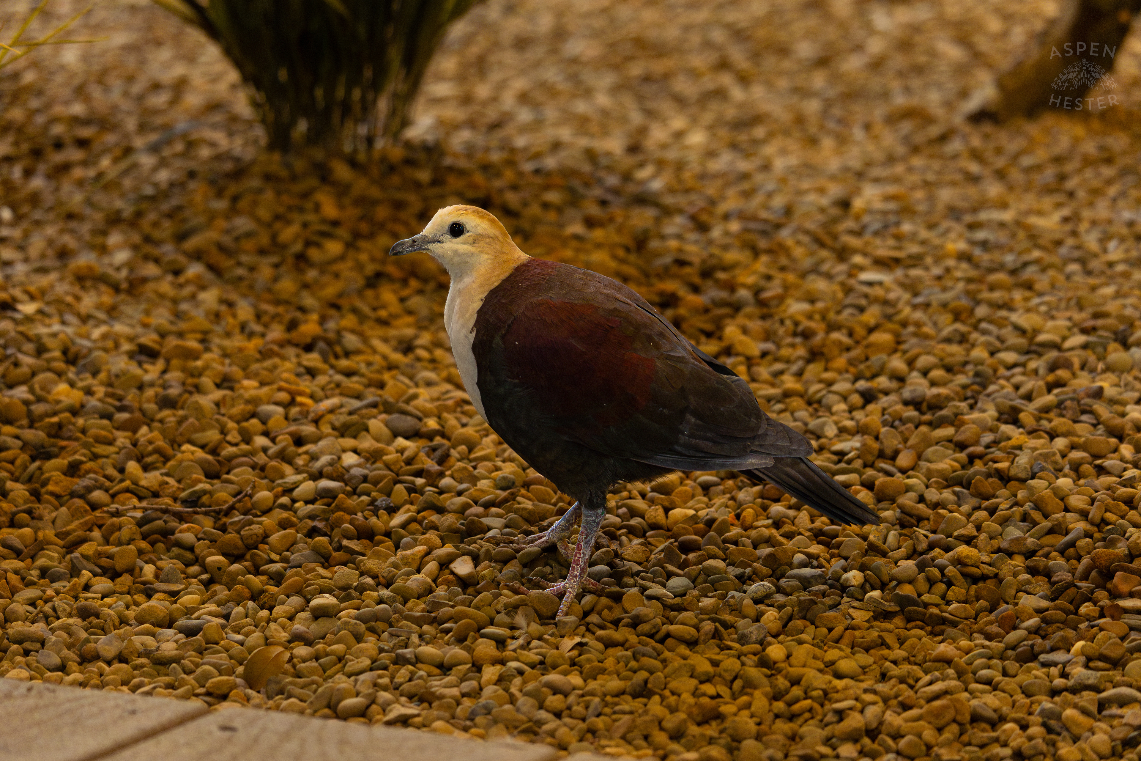A White-Throated Ground Dove Walks Along in The Grasslands Inside The National Aviary in Pittsburgh Pennsylvania. February 26th, 2025/Aspen Hester