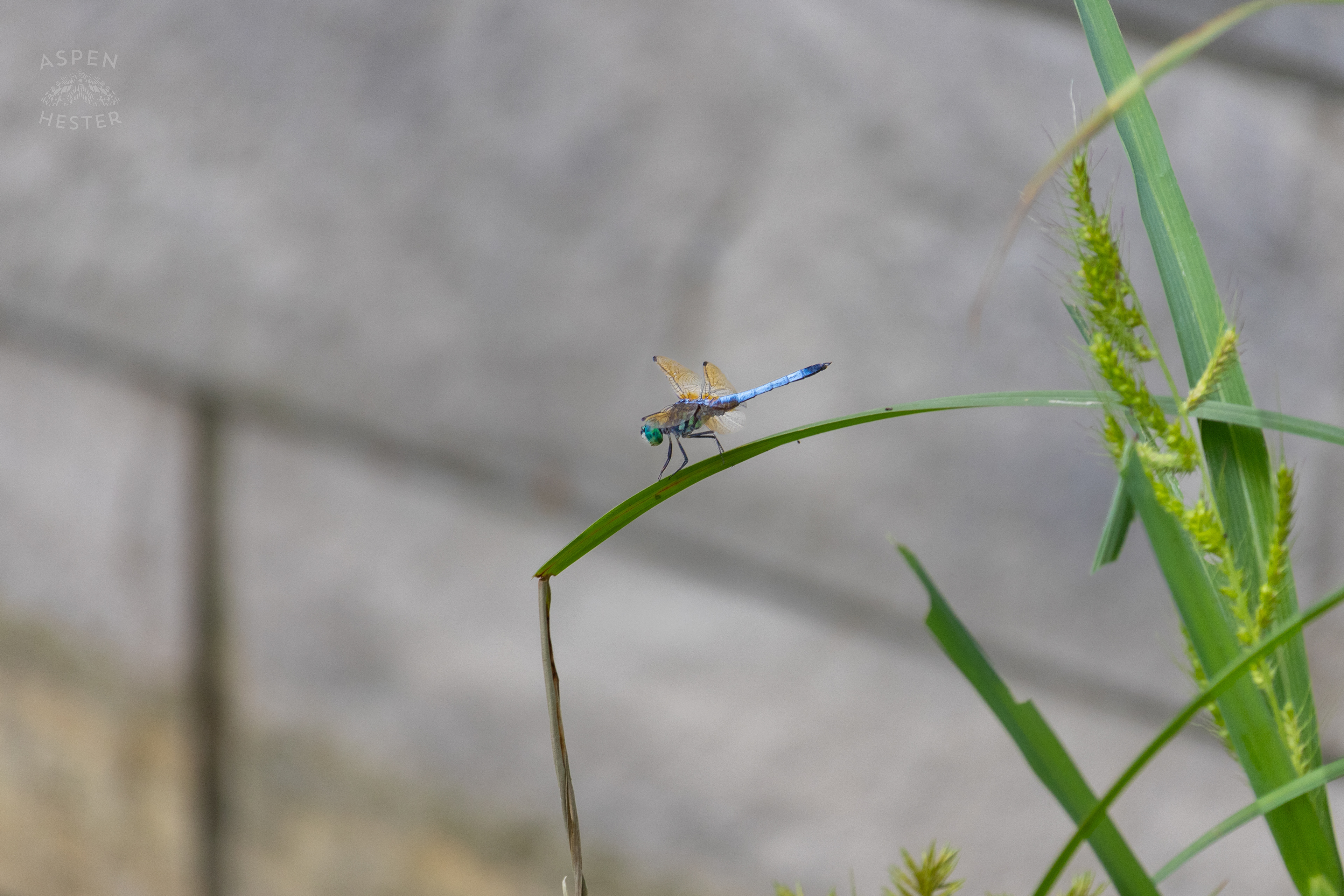An Emperor Dragonfly Sitting Above The Chickasaw Park Pond. August 25th, 2024/Aspen Hester