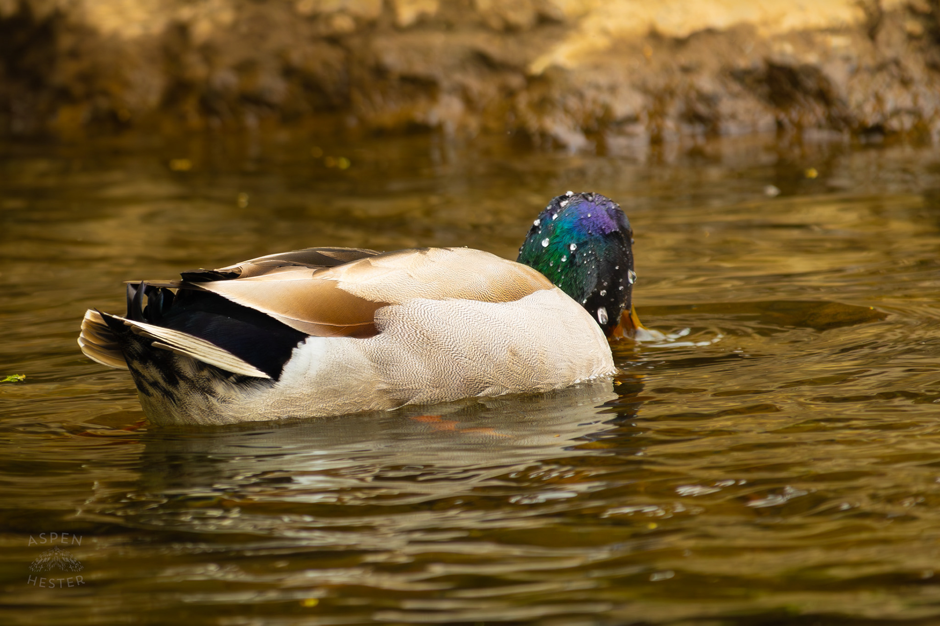 A Male Mallard Sips From Middle Fork Beargrass Creek Where It Runs Through Brown Park. April 14th, 2025/Aspen Hester