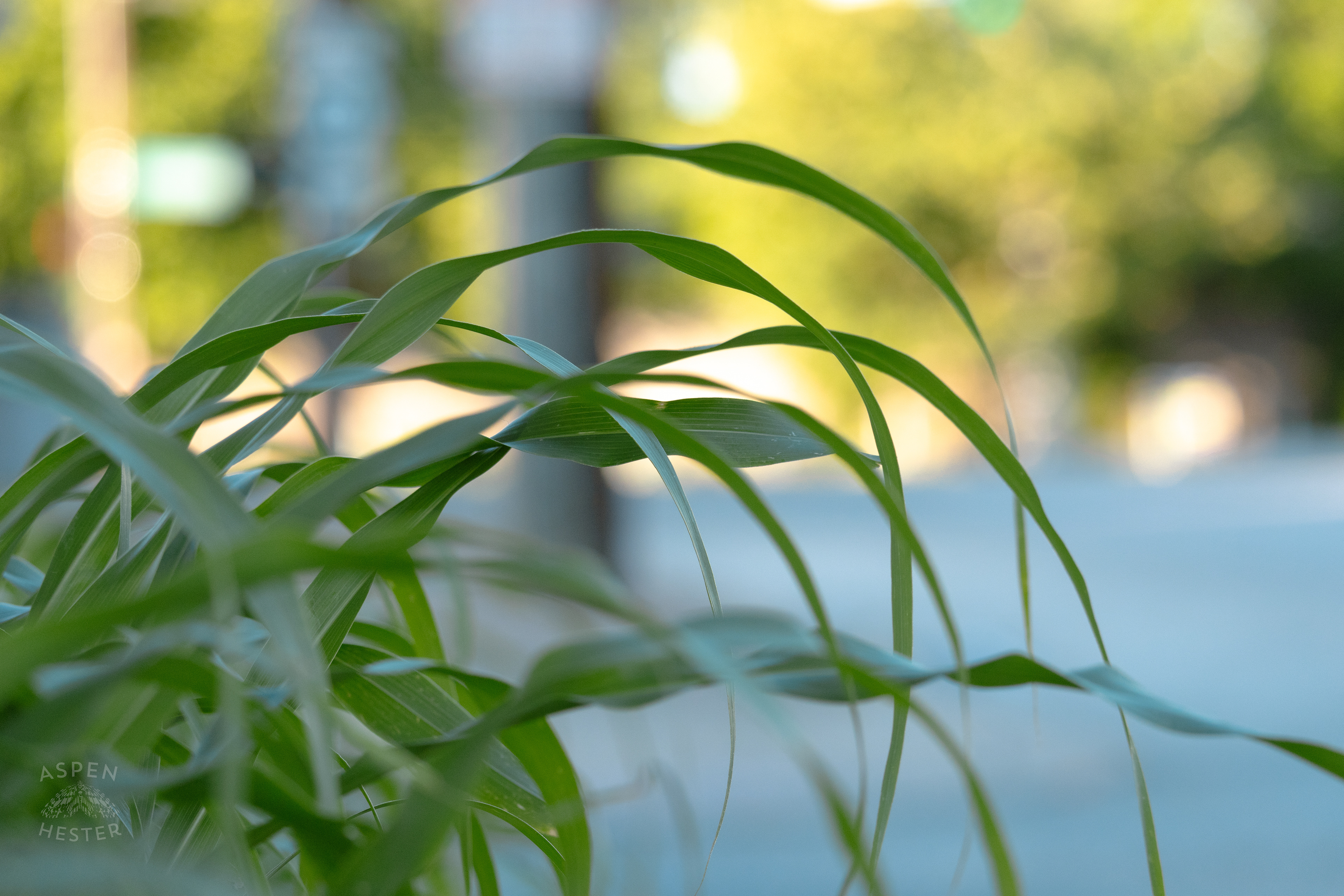 Grass During Golden Hour on Preston Street. May 30th, 2024/Aspen Hester