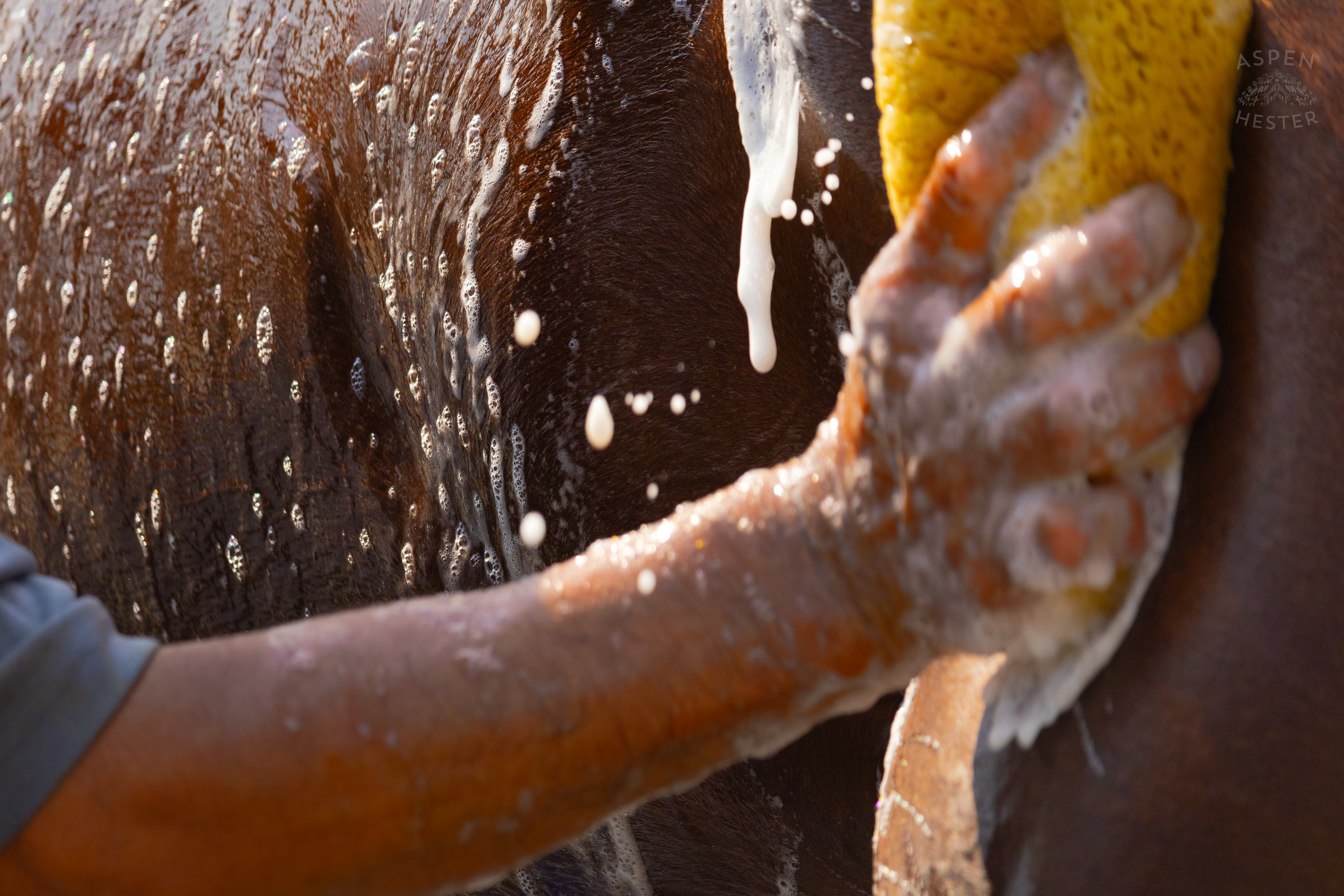 Bath Time for Horse Pharoah’s Wine. June 21st, 2024/Aspen Hester