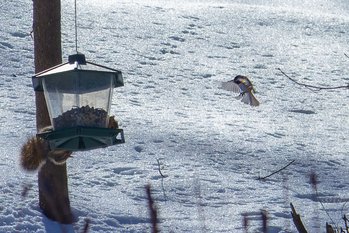 A Squirrel Swings from A Bird Feeder As Young Robin Flies Towards it While Surrounded by The Snowy Landscape of my Backyard. January 13th, 2025/Aspen Hester