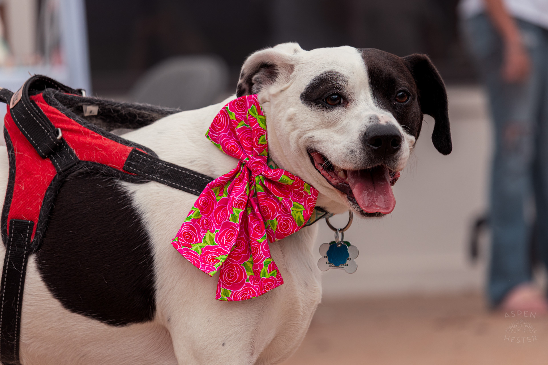 A Large Breed Spotted Dog Wears A Large Bow at Westport Village’s 5th Annual Puppy Palooza. April 19th, 2025/Aspen Hester