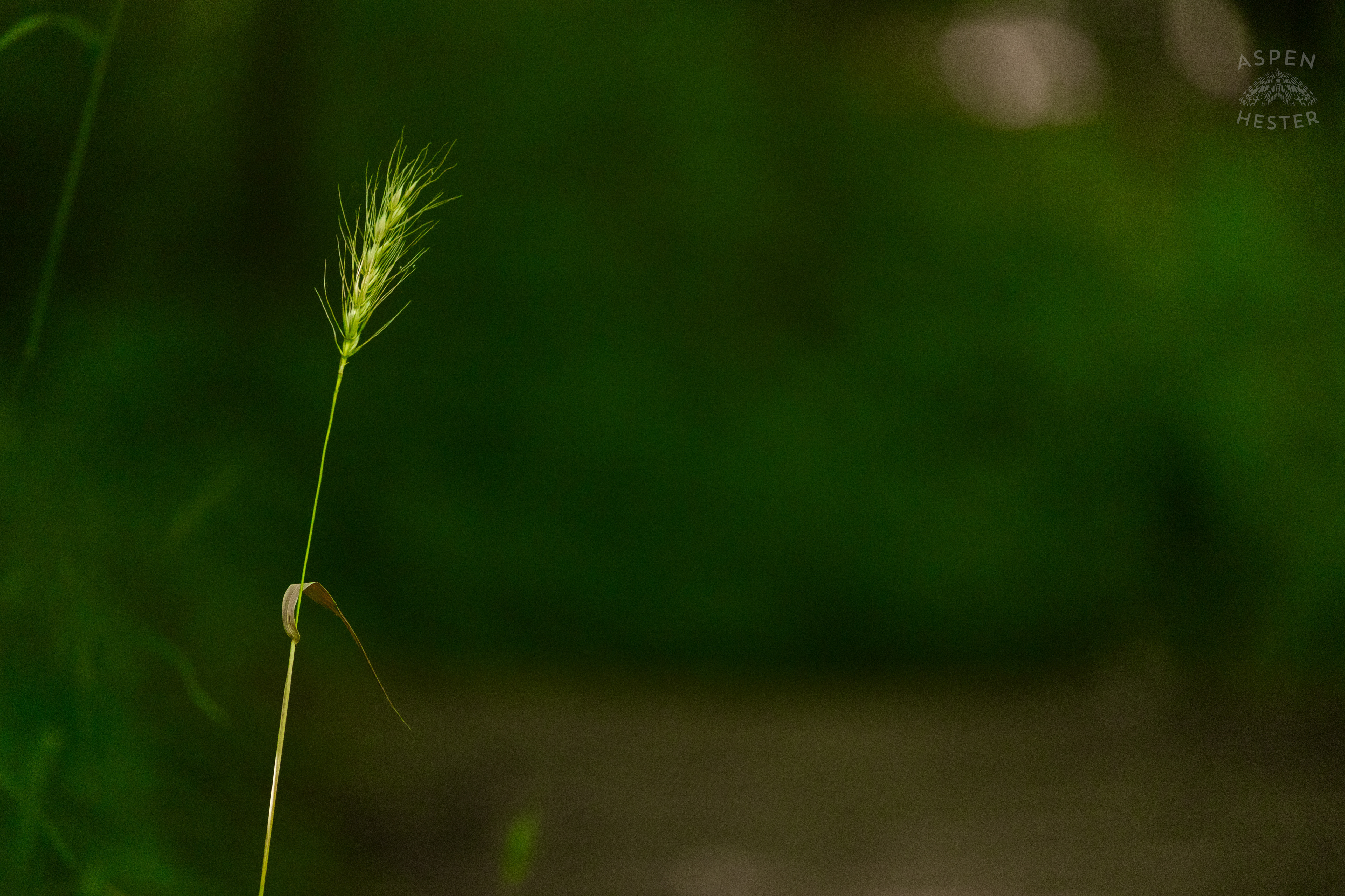 Wood Barley Along The Trails in Cherokee Park. June 11th, 2024/Aspen Hester