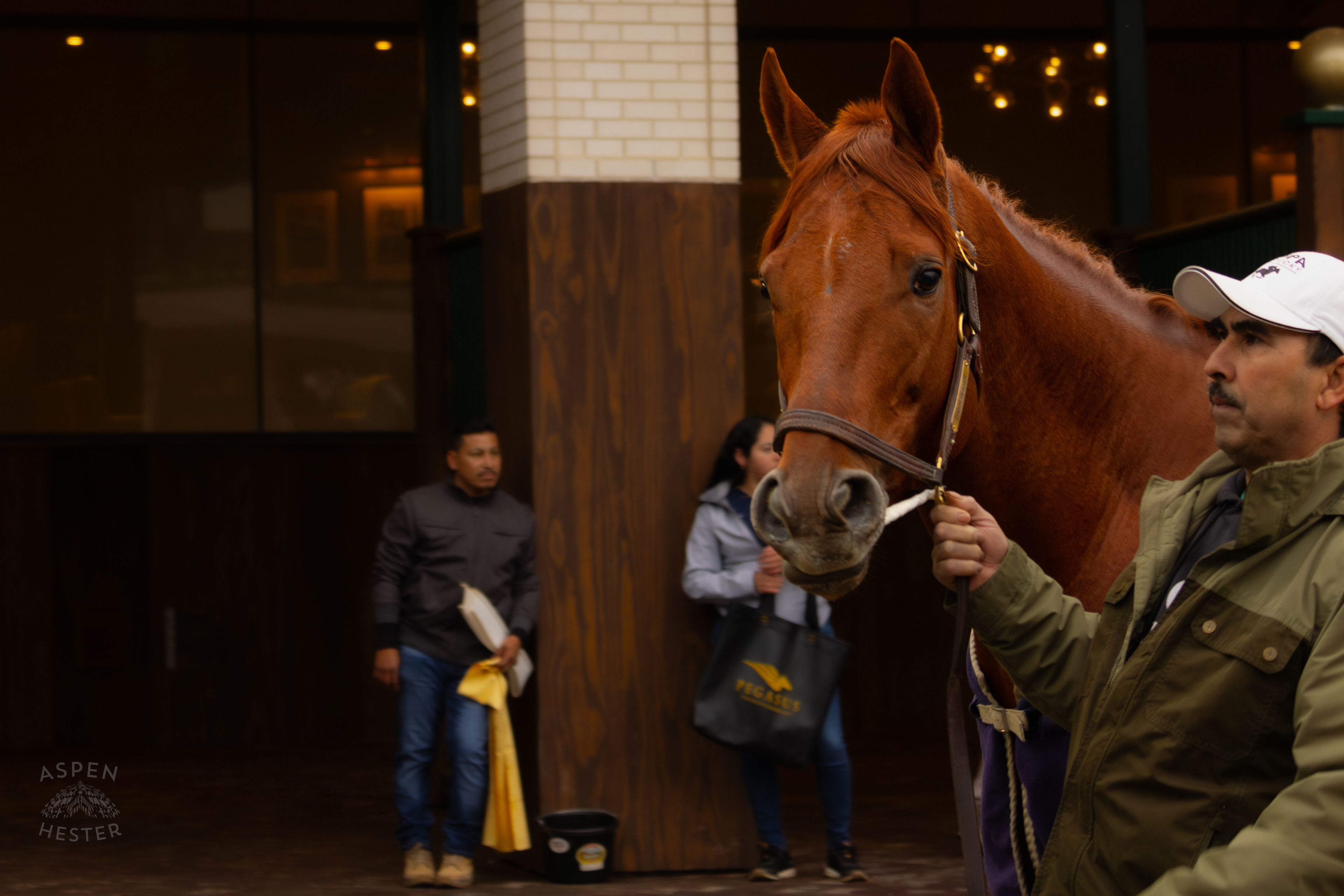 Horses Saddling In The Paddock Before The First Race A Horse Trained By Bob Baffert Will Run In At Churchill Downs After A 3 Year Suspension. November 27th, 2024/Aspen Hester