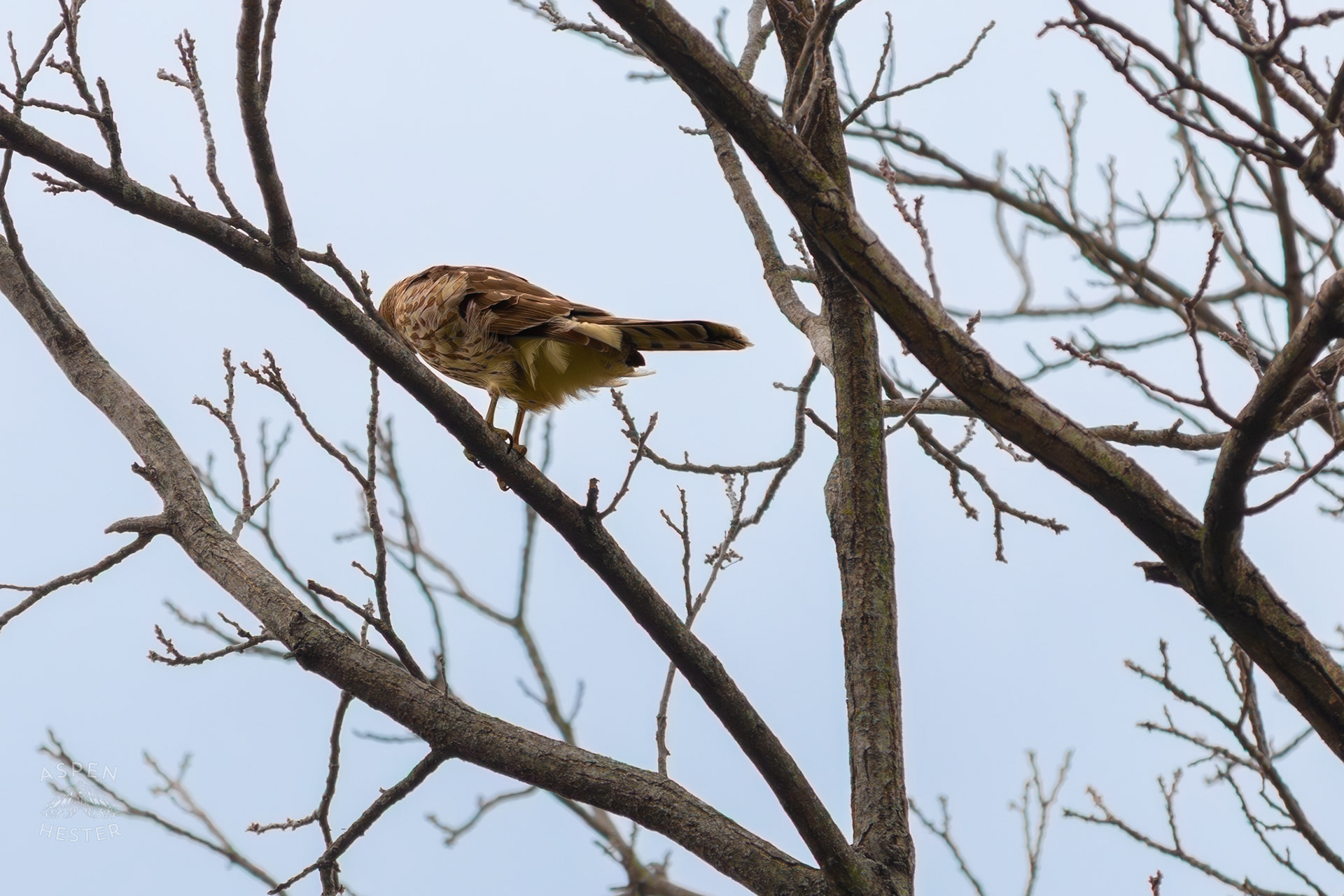 A Red Tailed Hawk Watches The Ground From High Up in Brown Park. April 14th, 2025/Aspen Hester 