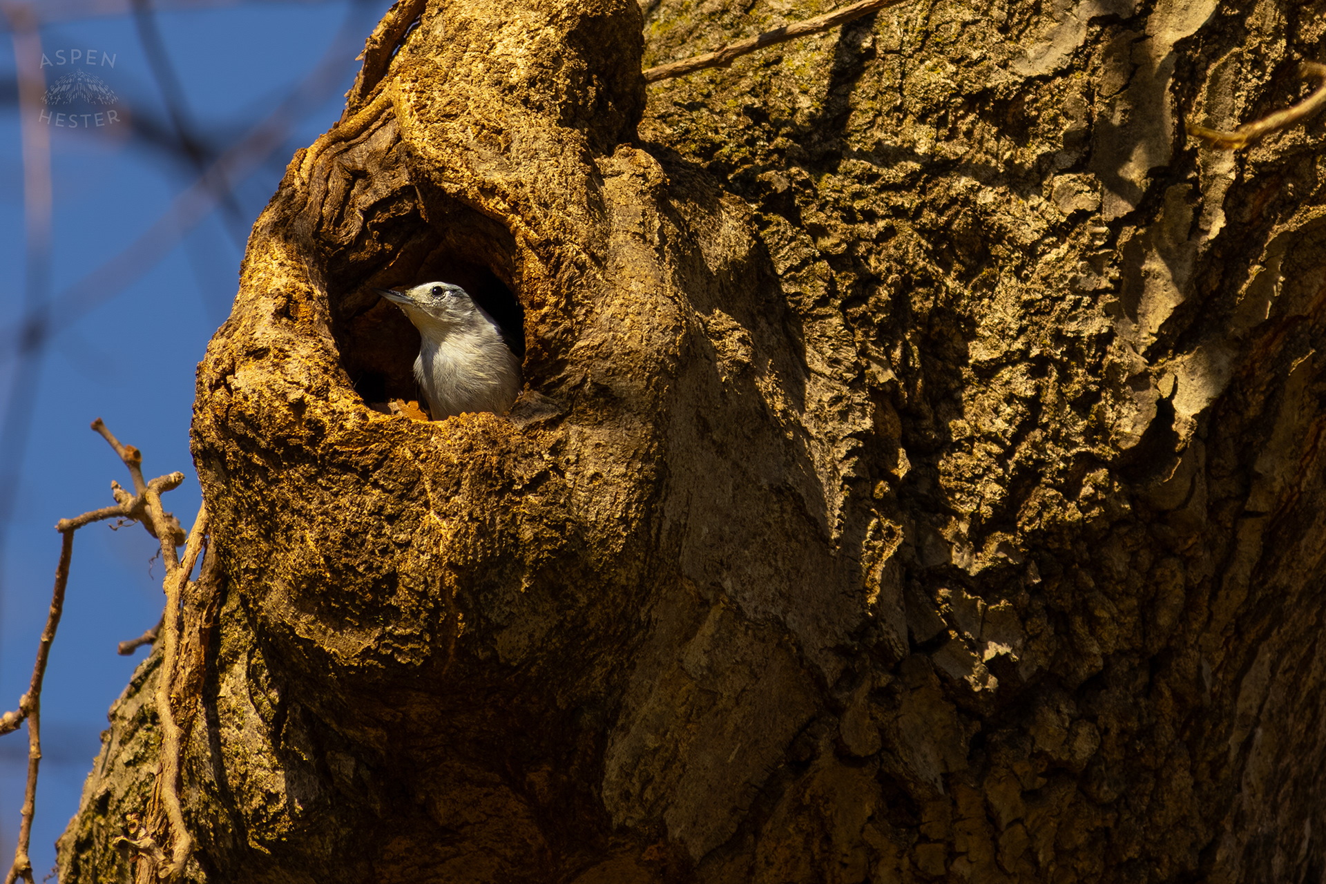 A Female White-Breasted Nuthatch Peers Out From Her Tree Hollow Home in Wendell Moore Park Right Before Spring. March 18th, 2025/Aspen Hester