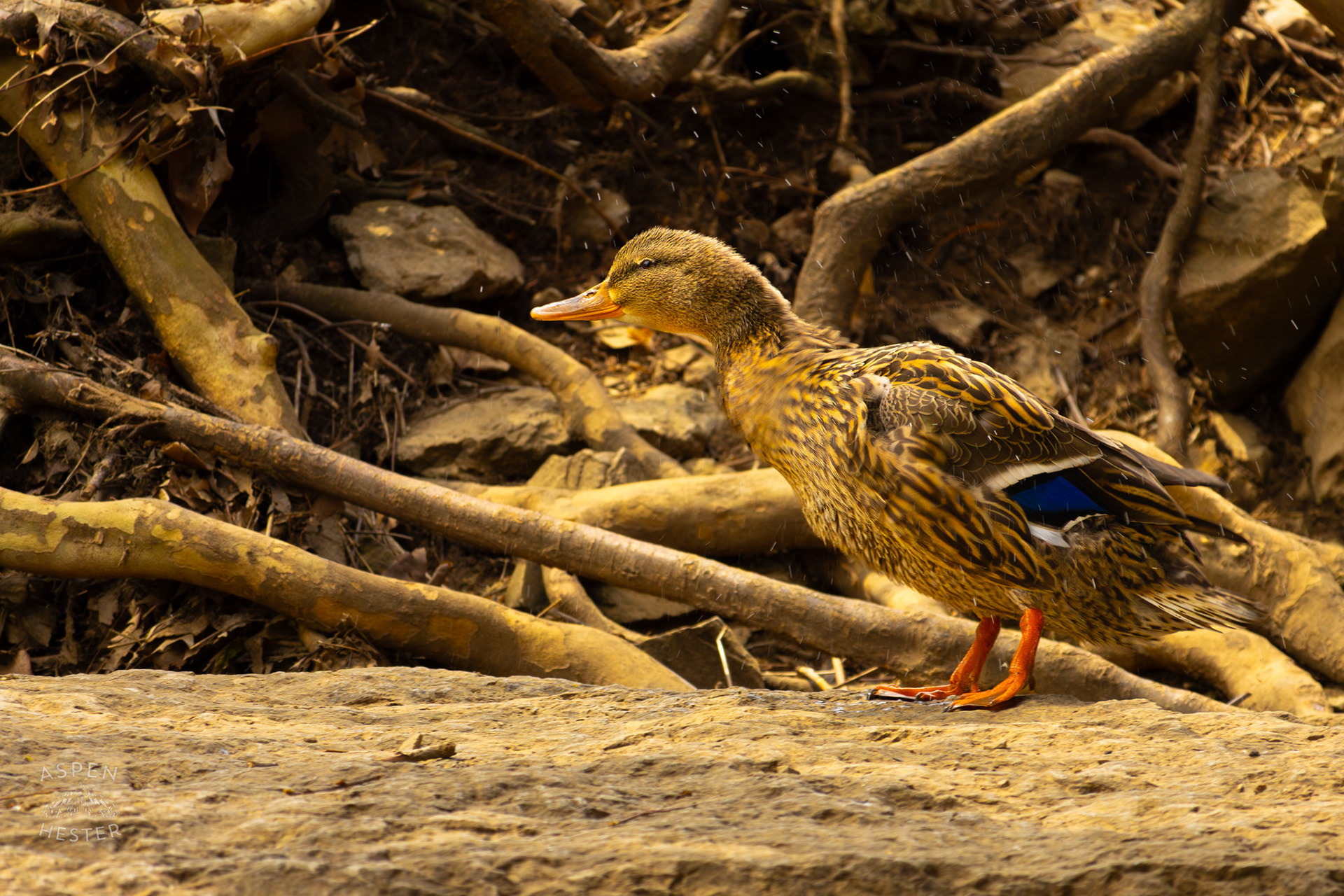 A Female Mallard Shakes Off Water on The Banks of Middle Fork Beargrass Creek Where It Runs Through Brown Park. April 14th, 2025/Aspen Hester