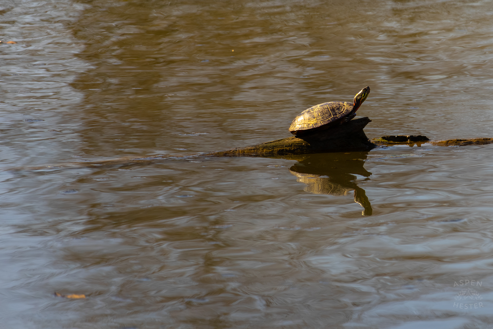 A Painted Turtle Sunbathes on The Surface of Reformatory Lake in Wendell Moore Park Right Before Spring. March 18th, 2025/Aspen Hester