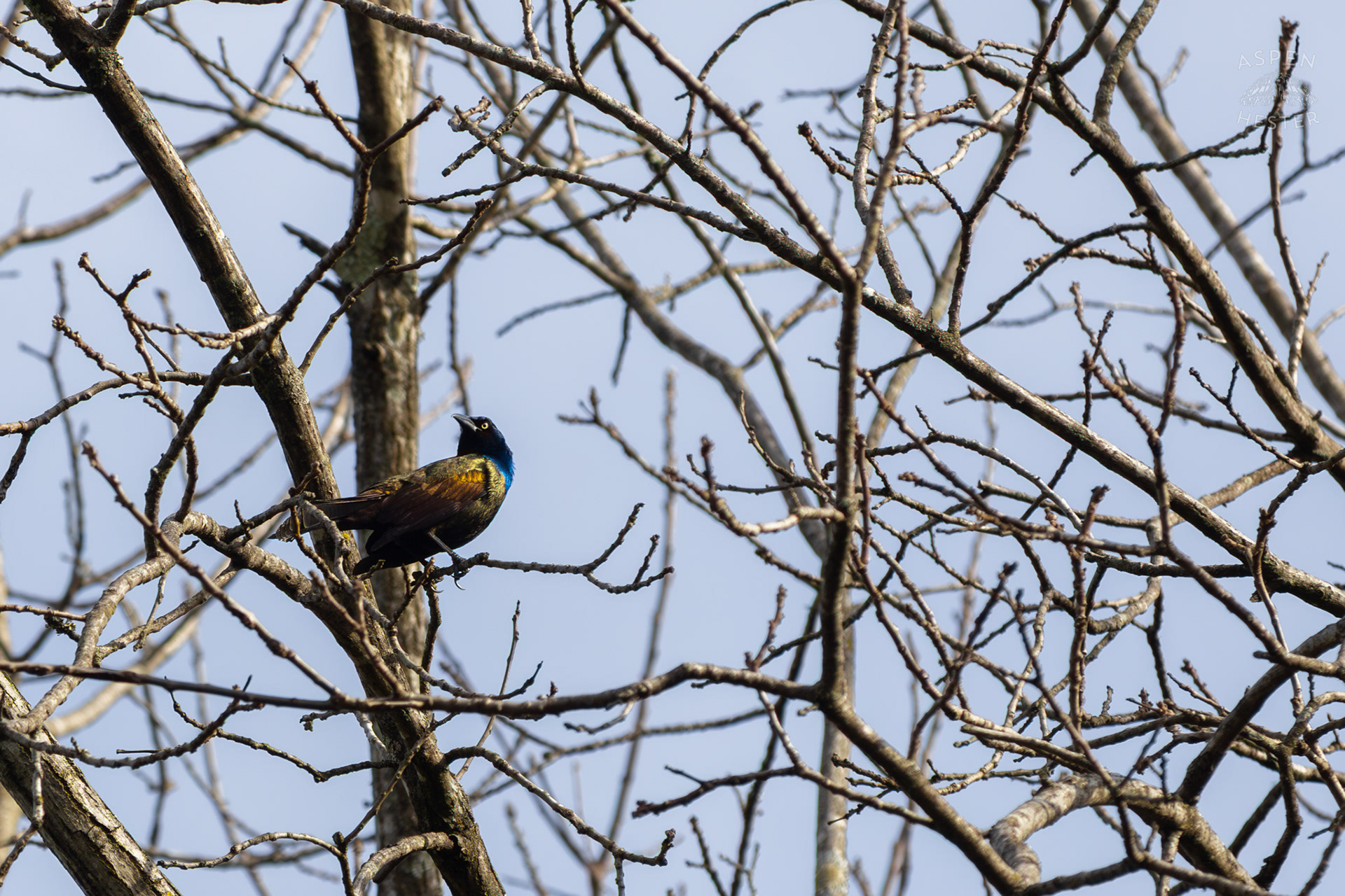 A Common Grackle Perches High in The Branches of My Neighbor's Yard. March 29th, 2026/Aspen Hester