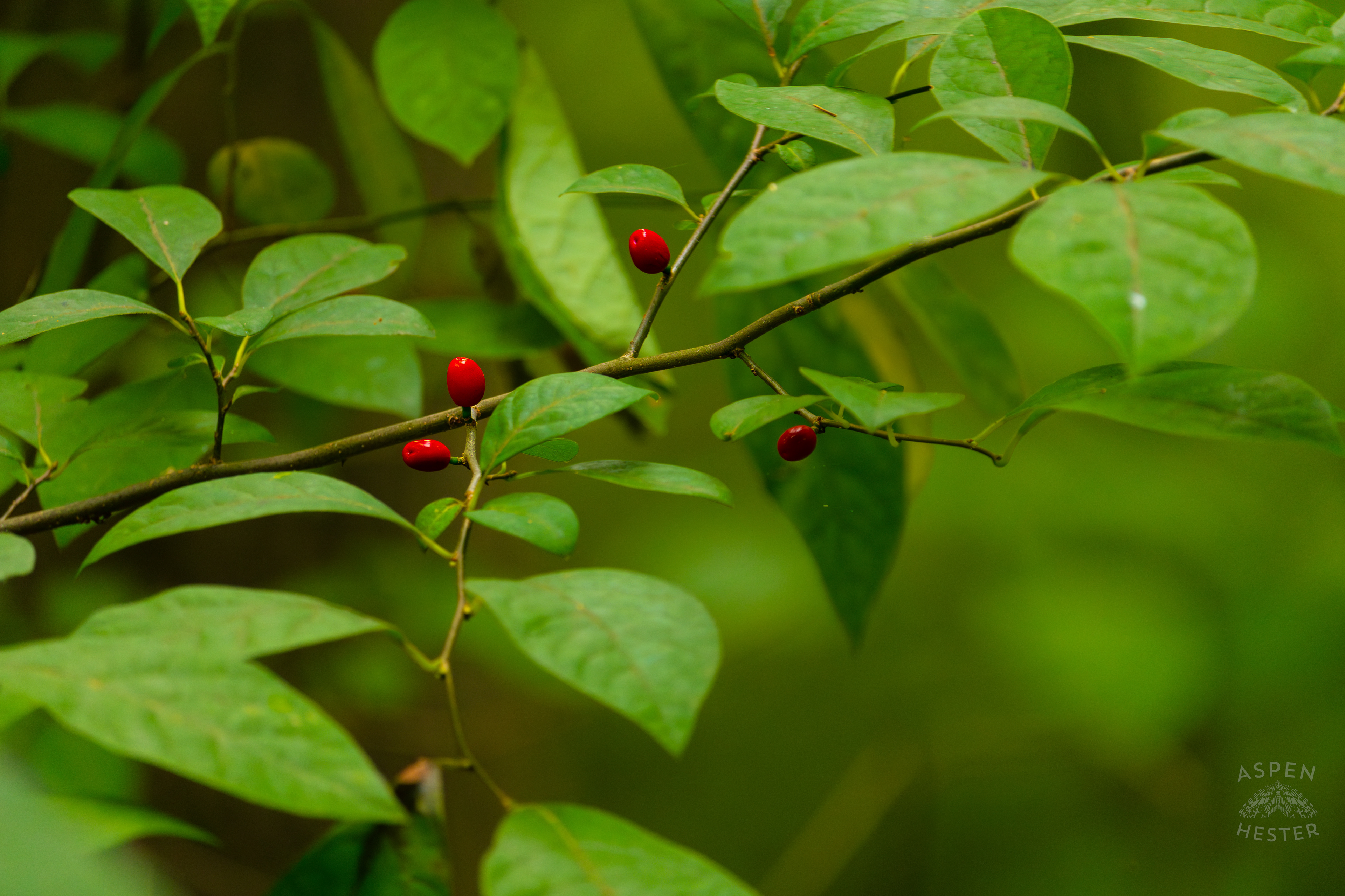 Spicebush Berries Growing Inside Jefferson Memorial Forest. September 3rd, 2024/Aspen Hester