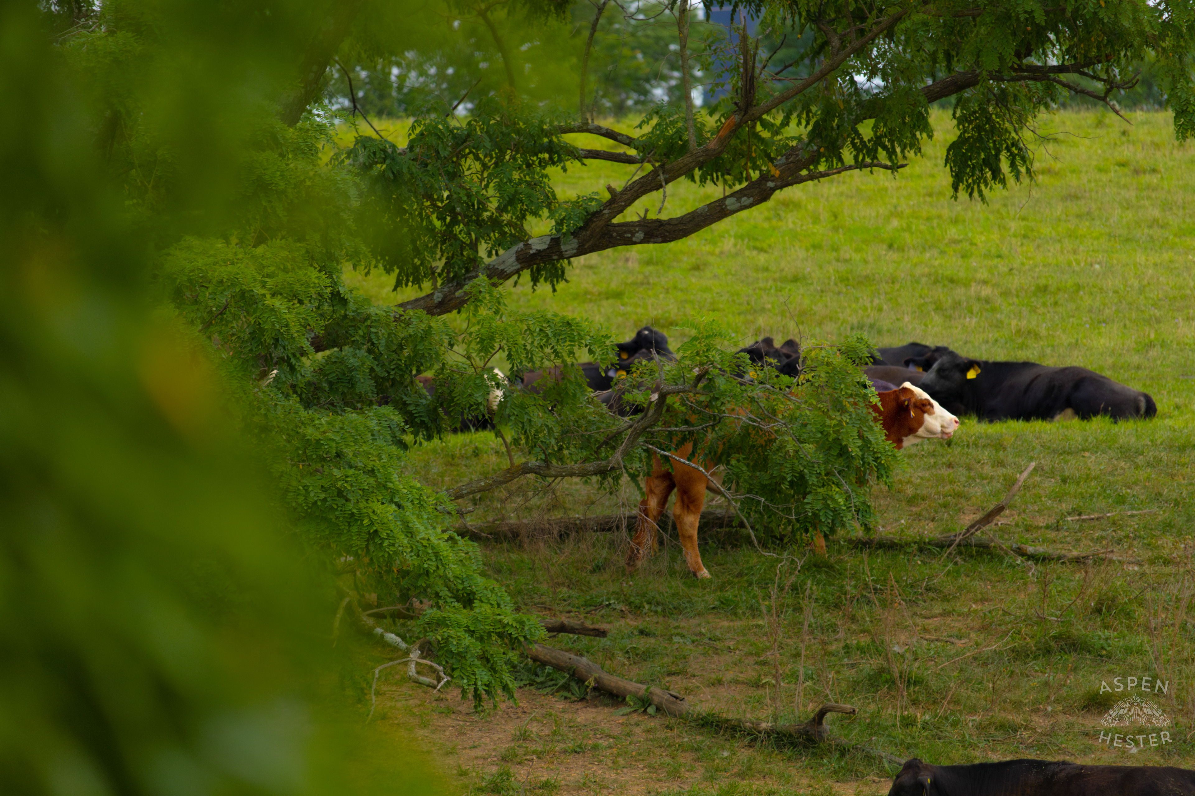 Cows Relaxing on the Shore of Reformatory Lake. August 12th, 2024/Aspen Hester